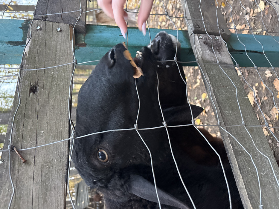 An image captured in Lisne, Ukraine, shows a black domestic animal, identified as a sheep or goat, being fed by hand through a wire mesh fence. The animal's head, featuring dark fleece and a prominent eye with a horizontal pupil, is centered, its mouth open to accept a light brown, flat food item from the fingertips of a human hand. The hand exhibits light skin and manicured nails. Beneath the primary animal's head, the muzzle of a second, smaller black animal is visible, also reaching for the food, with visible saliva droplets. The fence is constructed from weathered grey-brown wooden planks and galvanized wire mesh, with a vertical teal-painted post on the right. The background is blurred, revealing autumn trees with yellow and brown foliage, and the ground is covered with fallen leaves. Faint wooden structures are discernible in the distant background.