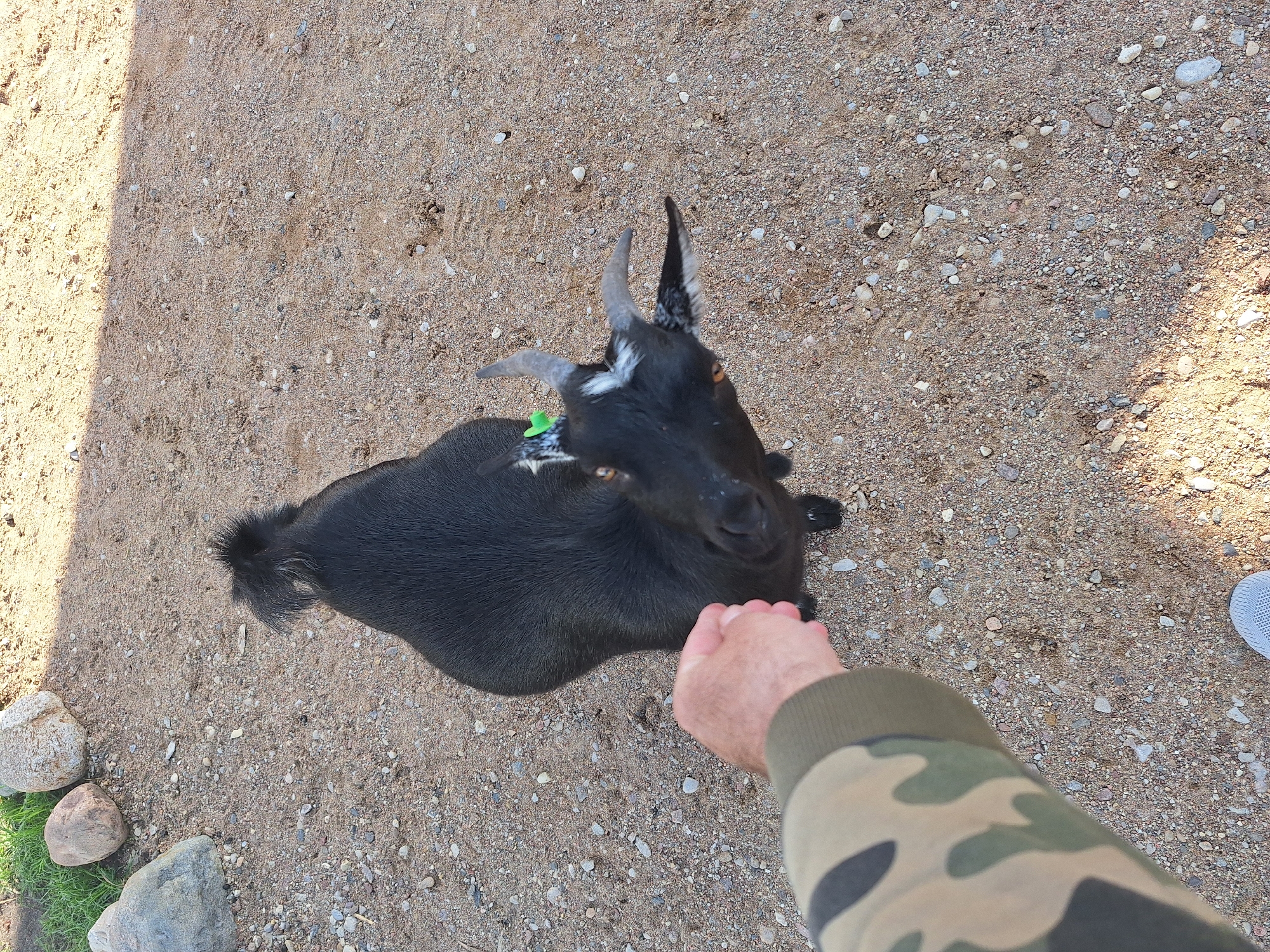 A black goat stands on a gravelly ground, looking up at a person's outstretched hand. The goat has white markings on its face and a green tag in its left ear. The person's arm, wearing a camouflage sleeve, is visible in the foreground. Rocks and grass are present in the background. The scene appears to be outdoors, possibly in a rural or farm setting in the vicinity of Малахавецкі сельскі Савет, Belarus.