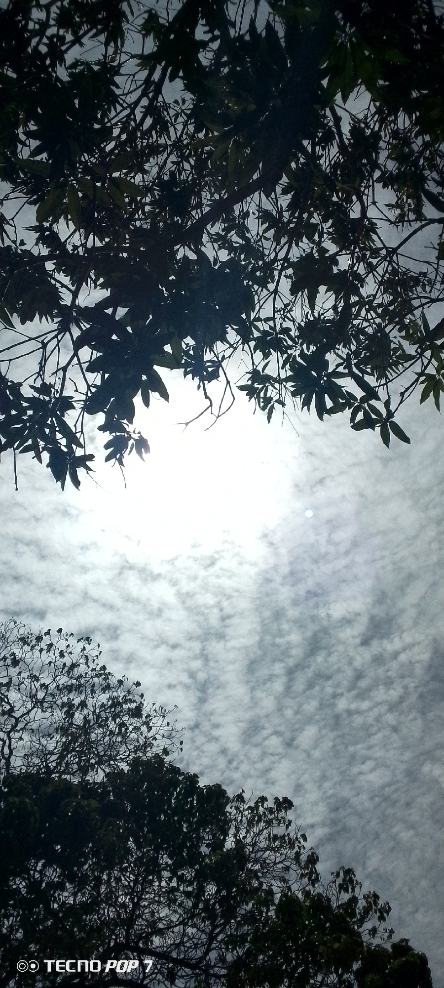 The image depicts a low-angle shot of the sky with trees silhouetted against it. A bright, obscured sun is visible through a gap in the foliage, appearing as a radiant white orb. The sky is filled with a pattern of small, puffy clouds. The branches and leaves of the trees are dark, creating a stark contrast against the brighter sky. The text "TECNO POP 7" is visible in the lower left corner of the image. The location is Altagracia, Venezuela. No people or interactions are visible.