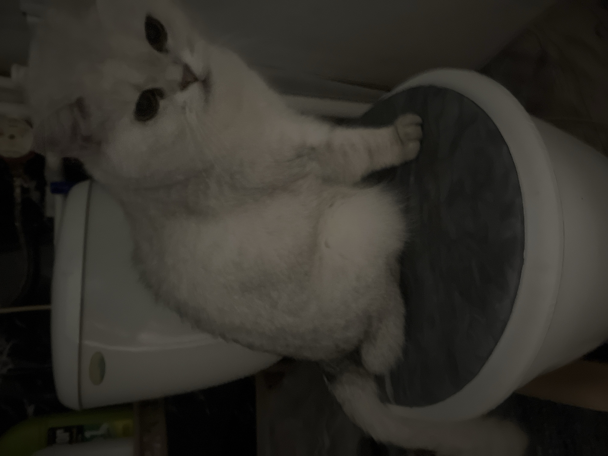 A white cat sits on top of a white toilet. The cat's head is turned toward the left of the frame, and one paw is extended toward the right. The toilet lid is covered with a gray pad. The scene is dimly lit.