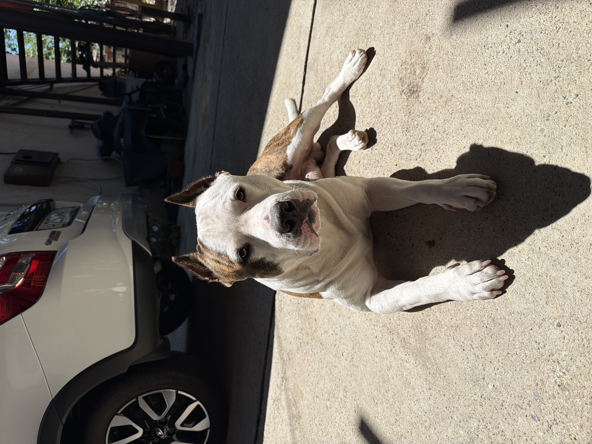 A white and brown pit bull dog is lying on a concrete surface in what appears to be a courtyard or driveway. The dog is facing the camera and its body is extended on the ground. Sunlight is casting a shadow of the dog onto the concrete. In the background, a white car is parked on the left side of the frame. To the right, there is a structure with a ladder and some shelving units, with greenery visible further back. The overall setting suggests an outdoor, possibly residential, area. It is not possible to determine the specific location within Tuapse, Russia from the image alone.