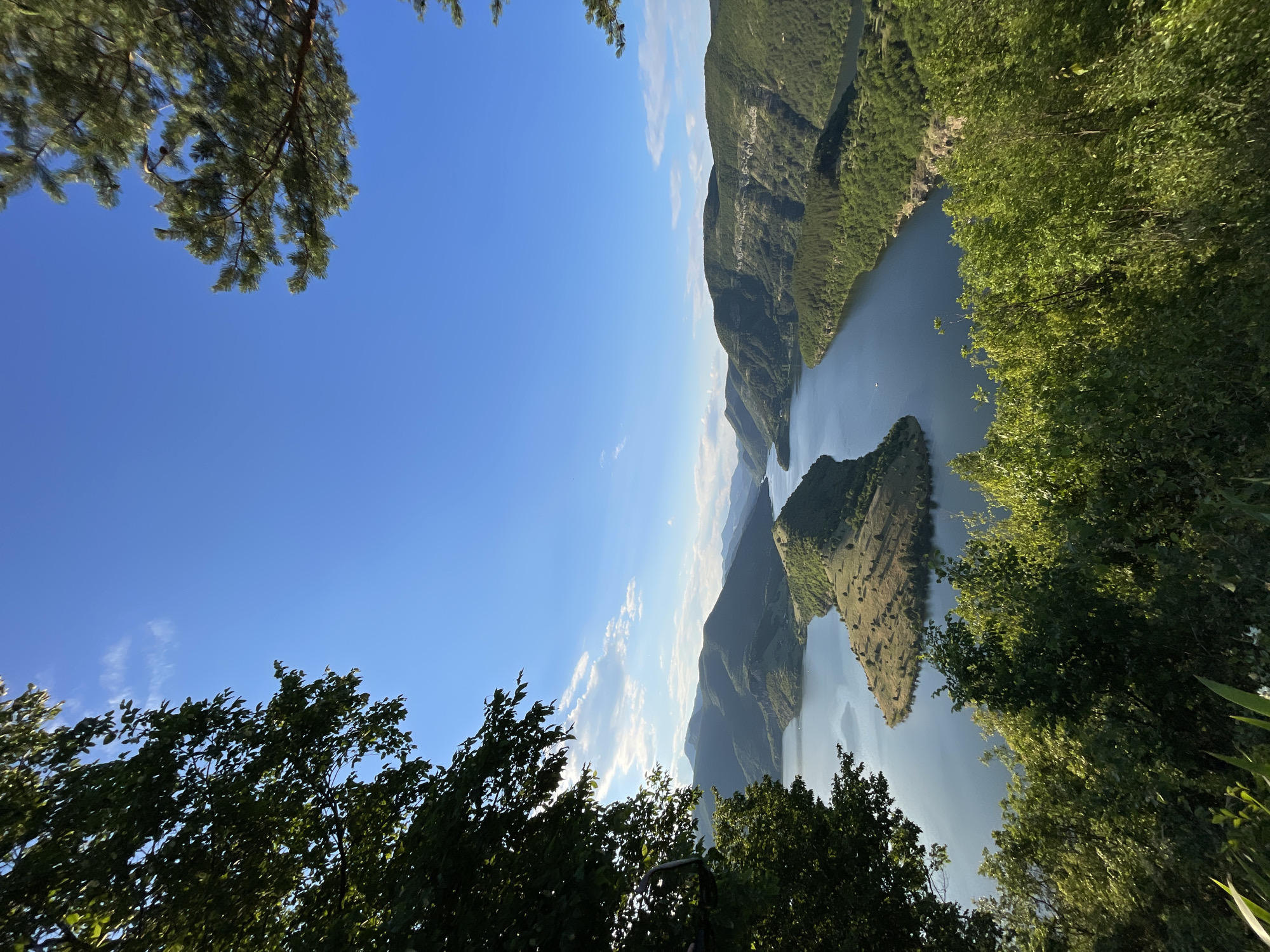 This is a landscape photograph taken from a high vantage point overlooking the Arda River in Ribartsi, Bulgaria. The scene is dominated by the wide, dark blue river snaking through lush, green, mountainous terrain. On the left side of the image, a prominent, arrowhead-shaped peninsula covered in dry grass and sparse trees juts out into the water. The surrounding hills are covered in dense, dark green forests, with lighter patches of vegetation and some rocky outcrops visible. The sky is a clear, bright blue with a few wispy white clouds, suggesting a sunny day. In the foreground, the viewer's perspective is framed by the dark green leaves of trees on the left and branches of pine trees on the right. The overall impression is one of natural beauty and tranquility, with a focus on the dramatic interplay of water, land, and sky.