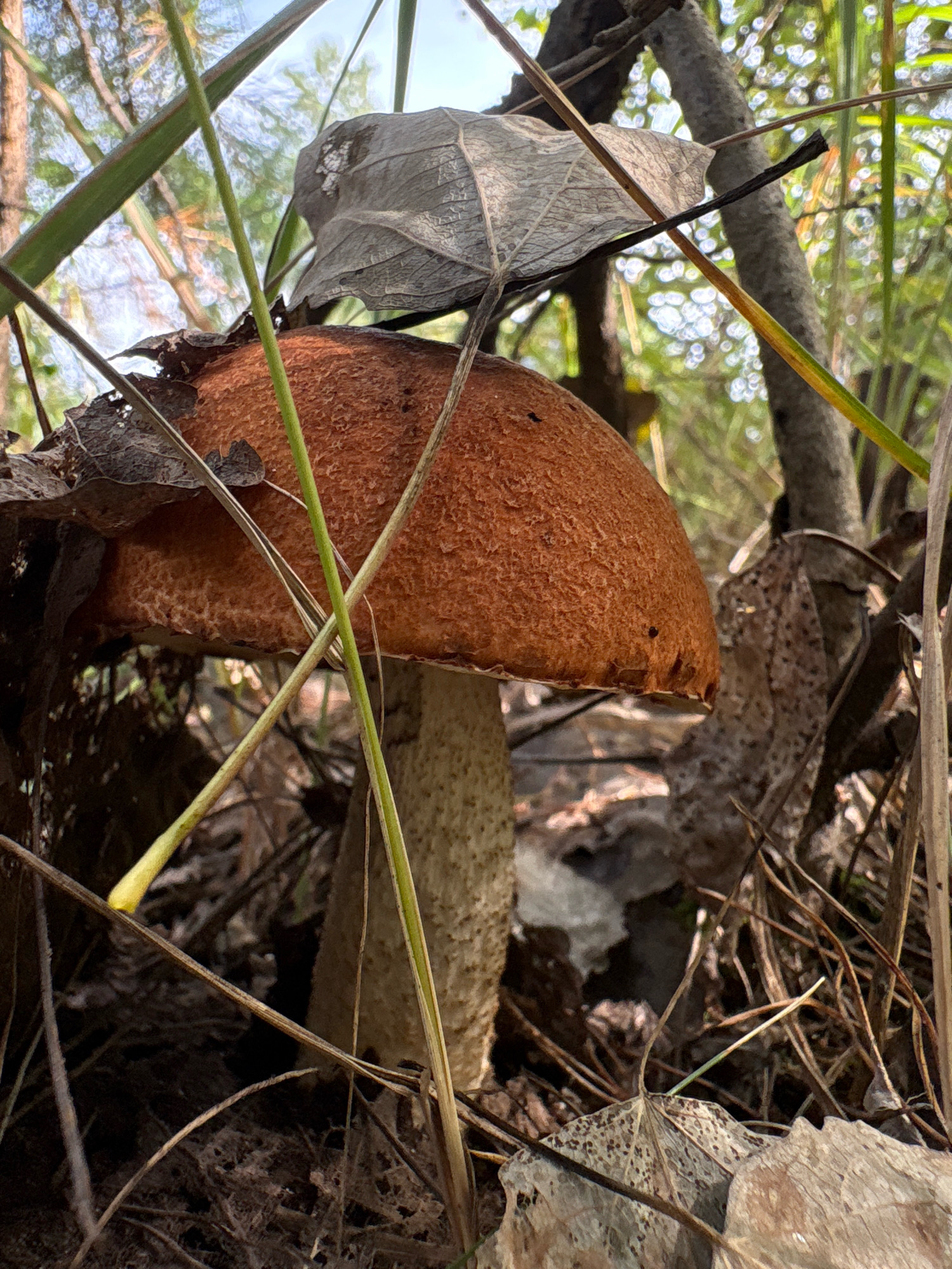 The image shows a close-up of a single mushroom with an orange cap growing in a forest environment. The mushroom is partially obscured by dry leaves and thin branches. Green grass stalks are also visible throughout the frame. The background is blurred, showing trees and a bright sky, suggesting an outdoor setting in a wooded area. There are no people present in the image, and no identifiable objects or landmarks indicate the specific location in Noviy, Russia. The scene appears to be a natural habitat for fungi.
