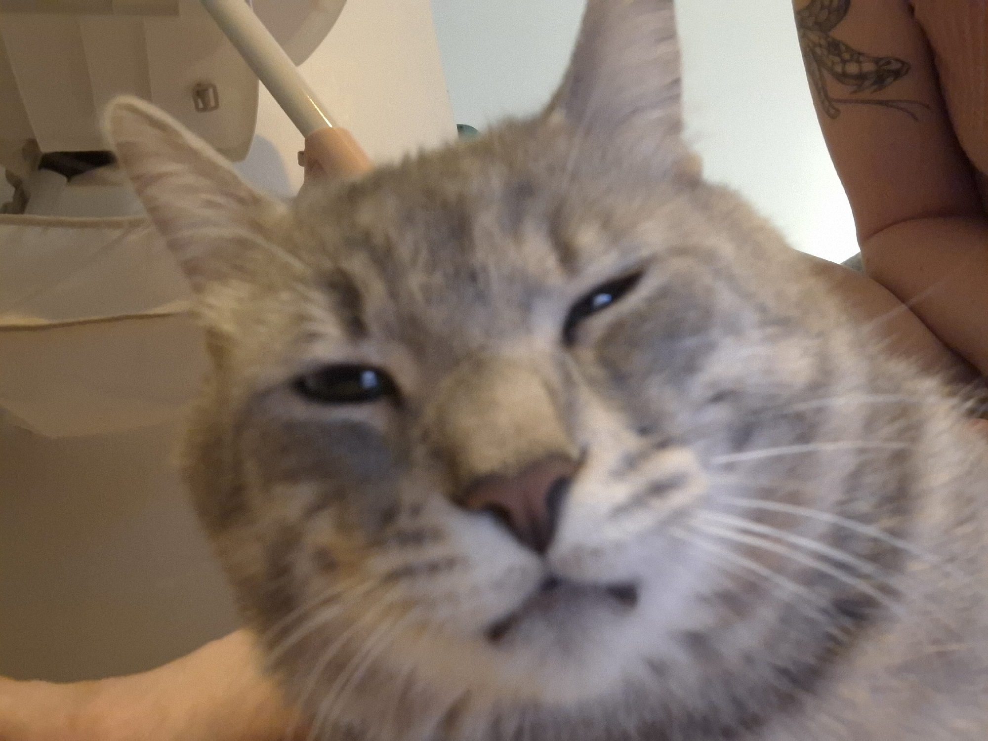 The image shows a close-up of a gray tabby cat's face. The cat's eyes are partially closed, and its mouth is slightly open, giving it a sleepy or relaxed expression. The cat's fur is visible, with its whiskers extending outwards. In the background, out of focus, there appears to be a person's arm and shoulder with a tattoo on it, as well as part of a white object. The scene does not provide enough visual information to determine the specific location within Zemun Urban Municipality, Serbia.