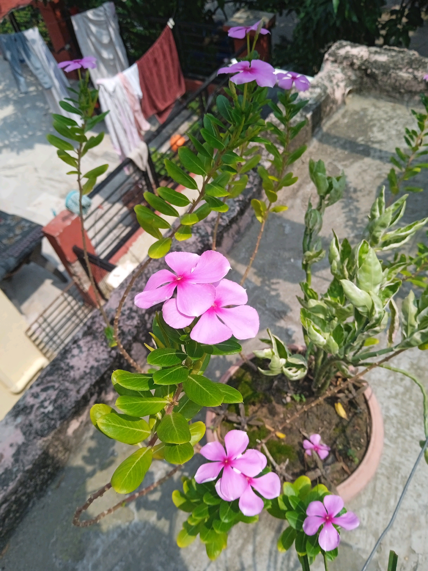 A medium shot captures a close-up of vibrant pink periwinkle flowers blooming in a terracotta pot on a rooftop in Chandigarh, India. The flowers, with their five delicate petals and dark pink centers, are the primary focus, with lush green leaves forming a verdant backdrop. To the right of the periwinkle, a variegated plant with twisted stems and green and white leaves adds textural contrast. The rooftop itself appears to be made of concrete, with patches of weathered texture. In the background, partially out of focus, laundry hangs on a clothesline, with garments of white, grey, and red visible. A metal railing and some brickwork are also discernible, suggesting a residential area. The lighting indicates a bright, sunny day, casting distinct shadows on the concrete surface. There are no people visible in the frame.