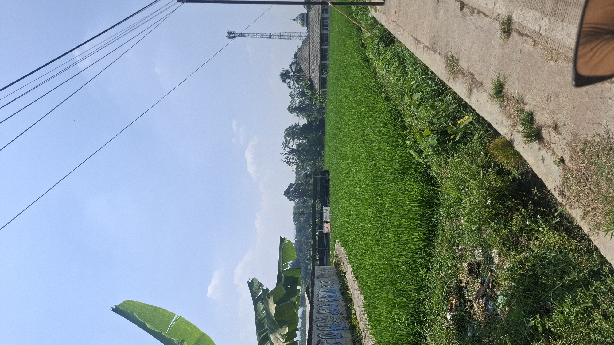 This image depicts a sunny day in Ciharashas, Indonesia, with a vast expanse of lush green rice paddies dominating the landscape. A concrete path runs along the right side of the frame, bordered by overgrown vegetation and some scattered debris. In the background, a mosque with a green dome and a tall telecommunications tower are visible amidst a cluster of trees. A few banana leaves are seen in the upper left corner, and graffiti adorns a low wall to the left of the path. The sky is clear and blue with a few wispy clouds. The scene appears to be a rural or semi-rural area, possibly on the outskirts of a town. There are no people or animals clearly visible in the image.