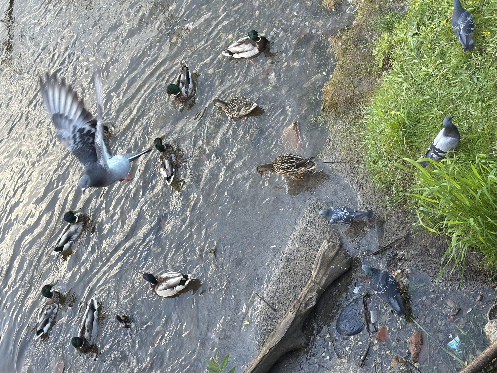 The image depicts a small body of water, possibly a river or canal, with a muddy bank on the right side covered in green grass and some scattered yellow wildflowers. Several mallard ducks are visible swimming in the water. In the foreground, on the muddy bank, two pigeons are standing. In the water near the bank, another pigeon is perched. In the middle of the water, a pigeon with its wings outstretched is captured in mid-flight. The water is murky and contains some debris, including a black plastic bag and pieces of brick, suggesting an urban or semi-urban environment. The scene does not provide any specific landmarks or contextual clues to definitively place it within the city of Solikamsk, Russia.