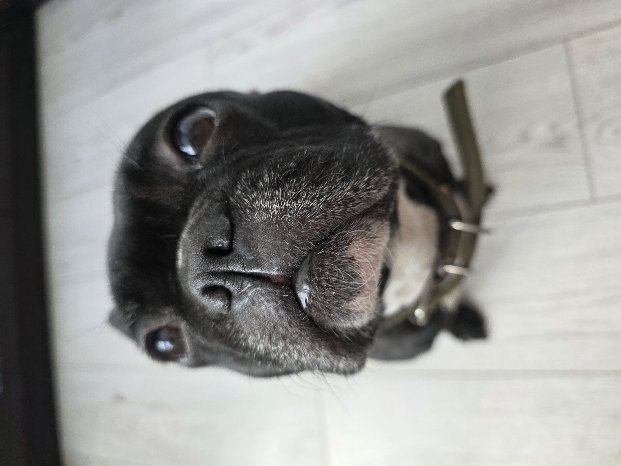 A close-up, slightly distorted view from above, depicts a black French Bulldog. The dog is wearing a dark-colored collar with metal fittings. The background is a light-colored, likely wooden, floor. The image does not provide sufficient information to determine a location in Chaikovsky, Russia, or any other geographic location. There are no people visible in the image.