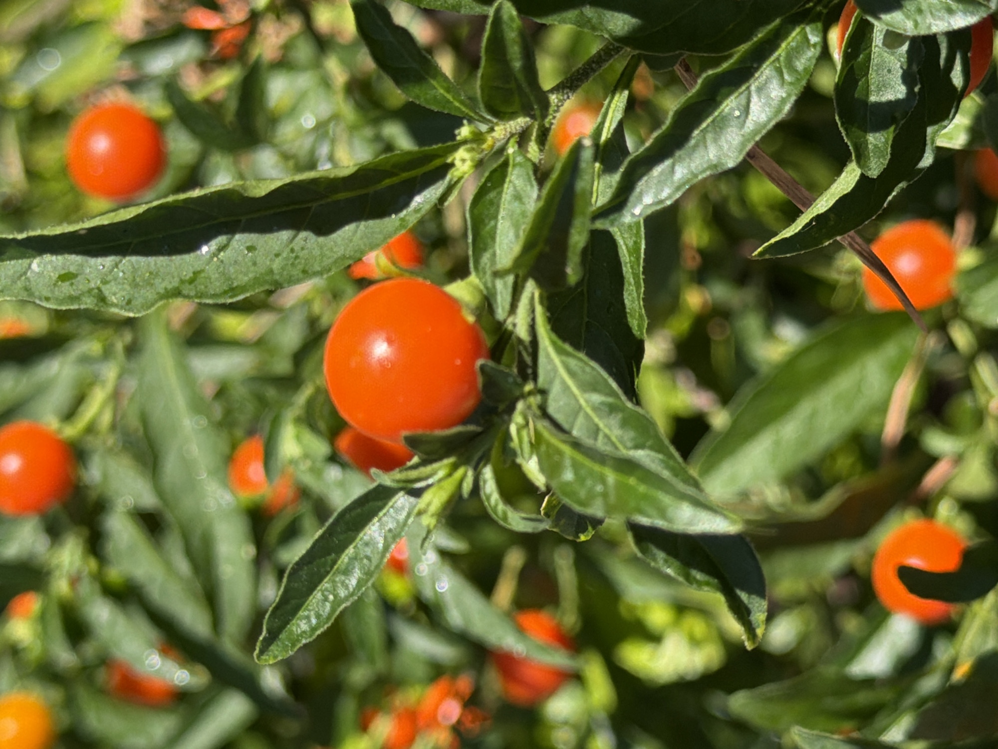 The image shows a close-up of a plant with bright red, berry-like fruits and green leaves. The fruits are small, round, and have a glossy appearance. Some of the fruits are in focus, while others are blurred due to the shallow depth of field. The leaves are oval-shaped and appear to be slightly wet, possibly from dew or recent rain. The background is a blur of green and red, suggesting more of the same plant or similar vegetation. The lighting suggests it is daytime, with sunlight creating highlights on the fruits and leaves. There are no people or any discernible human presence in the image. The scene is natural, likely an outdoor environment such as a garden or park. No specific location in Rome, Italy, can be identified from the image alone.