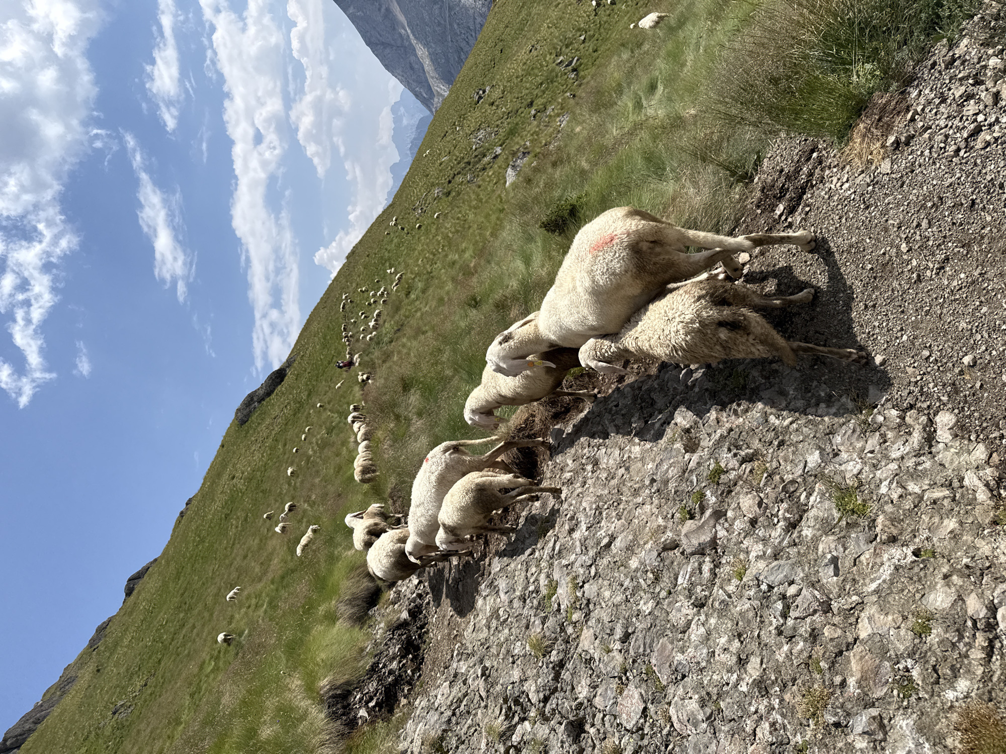 A flock of sheep, numbering at least twenty, are walking along a rocky, upward-sloping mountain trail under a partly cloudy blue sky. Several sheep are in the foreground, with one light-colored sheep facing away from the camera and another light-colored sheep in front of it, facing towards the camera. These sheep have red markings on their hindquarters. The trail is rough and stony, with sparse green vegetation growing between the rocks. In the middle ground, more sheep are scattered across a grassy mountainside. A person wearing a red garment is visible on the upper part of the grassy slope, seemingly herding the sheep. The background shows a vast green mountain landscape with distant, rugged mountain peaks. The scene is captured on a sunny day with cumulus clouds in the sky. The location is described as being near Canazei, Italy, suggesting a mountain environment in the Dolomites region.