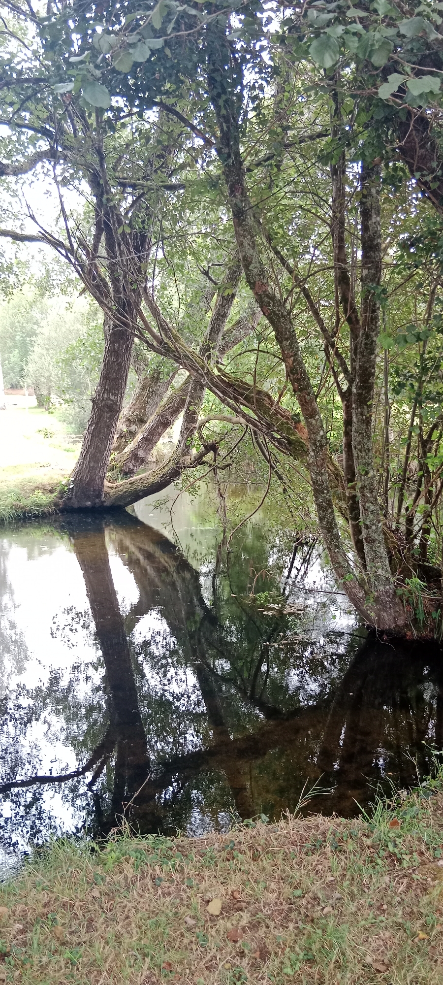 The image depicts a serene natural scene along the bank of a body of water, likely a river or stream, in O Corgo, Spain. Several trees with gnarled, moss-covered trunks and branches arch over the water, creating a natural canopy. Their reflections are clearly visible on the water's surface, which appears calm and dark. The foreground is covered with dry, yellowish-brown grass, interspersed with some green vegetation. The overall impression is one of a lush, somewhat wild, and tranquil natural environment. No people or man-made structures are clearly visible in the frame, suggesting a secluded or undeveloped area.