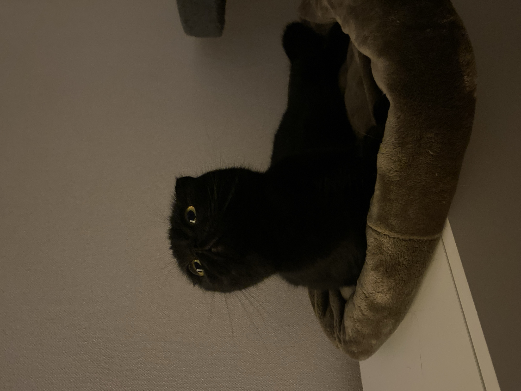 A black cat with yellow eyes sits in a plush, brown cat bed. The cat is looking upwards with a startled expression. The background is a textured, light brown wall. The scene appears to be indoors, possibly in a bedroom or living room. There are no people or other animals visible in the image.