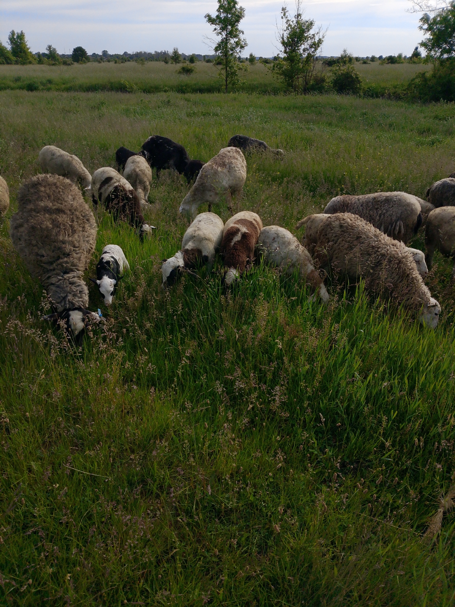 A flock of diverse sheep is grazing in a large, vibrant green pasture under a partly cloudy sky. The sheep vary in color, including white, black, brown, and mottled coats. Most of the animals have their heads lowered, actively feeding on the tall, lush grass that dominates the foreground and middle ground of the image.
Among the adults, there are also lambs present, notably one black and white lamb with a blue identification tag visible on its ear, though no specific text is clearly decipherable on it. Another lamb near the center also shows patches of black and white. In the background, a line of trees marks the horizon, suggesting an open, rural landscape. The lighting indicates it is daytime, likely late morning or afternoon, with soft, diffused light and no harsh shadows. The overall atmosphere is one of peaceful pastoral life.