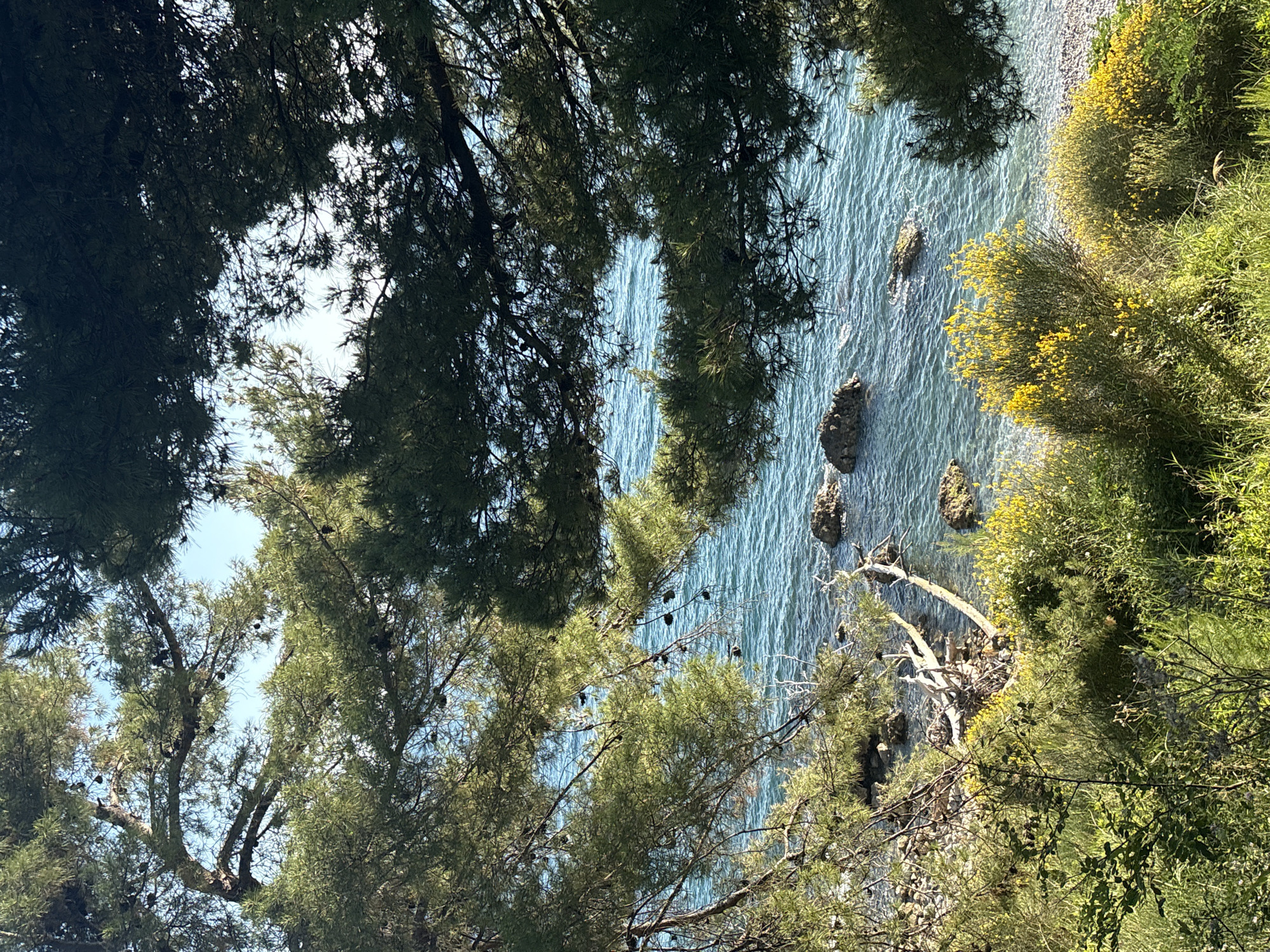 The image shows a view of the coastline from a higher vantage point, possibly a clifftop or hillside location, in Bar, Montenegro. The foreground is dominated by trees with dense foliage, partially obscuring the view. Through the gaps in the trees, a section of the Adriatic Sea is visible. The sea appears calm with gentle ripples on the surface and several rocky outcrops are visible just offshore. Along the shoreline, there is some green vegetation, including flowering shrubs with yellow flowers. The sky is visible only through openings in the trees.