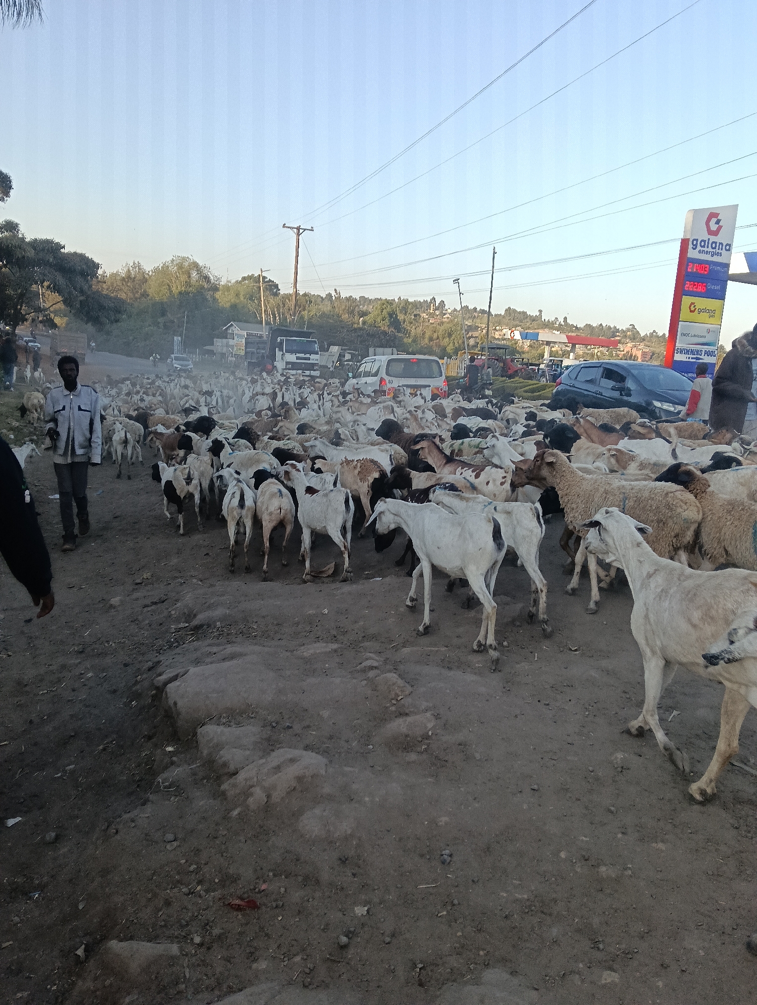 A herd of goats is crossing a dirt road in Kiserian, Kenya, near a Galana Energies gas station. A man in a light blue jacket and dark pants walks among the goats. The road is dusty, and there are several vehicles present, including trucks, cars, and a tractor. The sky is clear and blue, and the sun is low in the sky, casting long shadows. The gas station has a prominent red and white sign with prices for premium and diesel fuel displayed. The surrounding environment appears to be semi-arid with some trees and vegetation visible in the background.