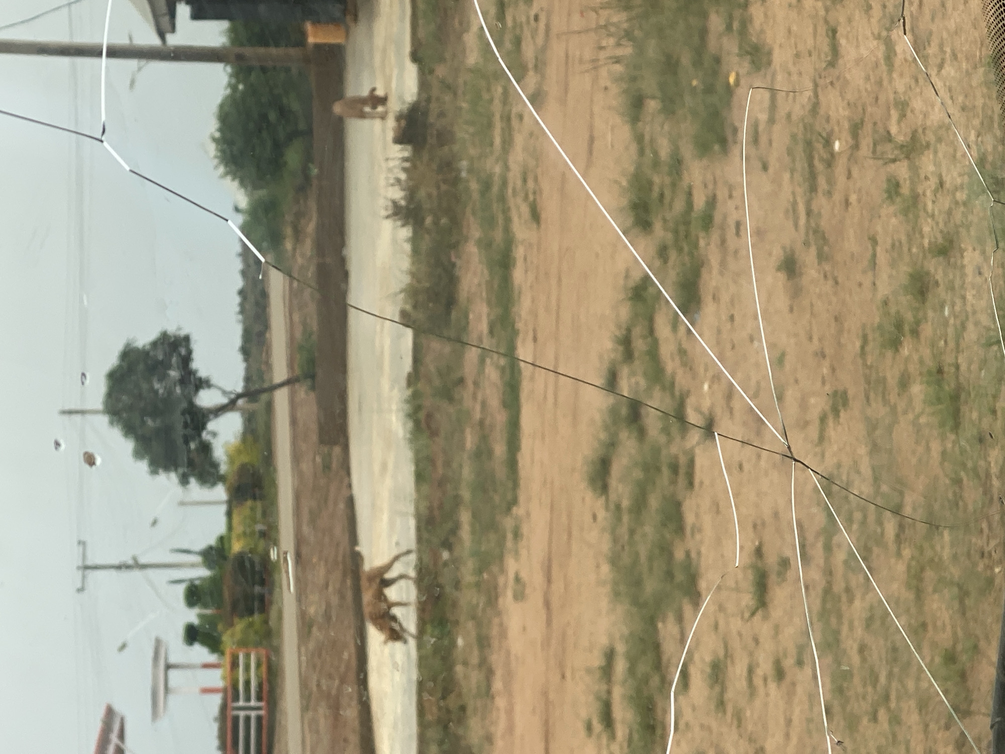The image shows a dusty outdoor scene, possibly near a road, with two dogs in the midground. The dog on the left is brown and appears to be sniffing the ground. The dog on the right is lighter brown and is also looking down. In the background, there are utility poles, some vegetation, and a building with a yellow bin. The foreground is dominated by cracked glass, which obscures parts of the view. The overall impression is one of a somewhat unkempt, rural or semi-urban environment. Without further context or identifying landmarks, it is not possible to definitively determine the location within DU, Nigeria.