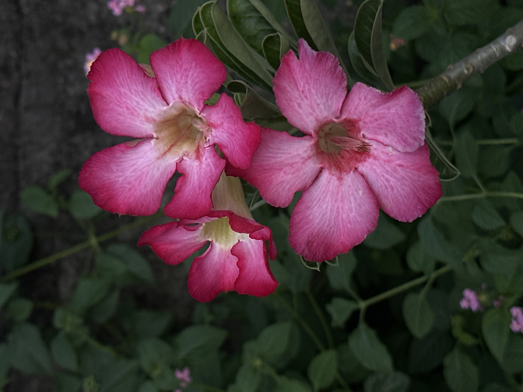 A close-up shows three pink desert rose flowers in bloom, set against a backdrop of dark green foliage. The flowers are the primary focus, with two fully open and one partially closed. The flowers have a blend of pink shades, ranging from light to dark, and textured petals with visible veins. The leaves in the background are a mix of different greens, adding depth to the image. A small branch is visible with a few leaves at the top right corner. Some small pink flowers can be seen near the bottom right. The location is North Kuta, Indonesia.