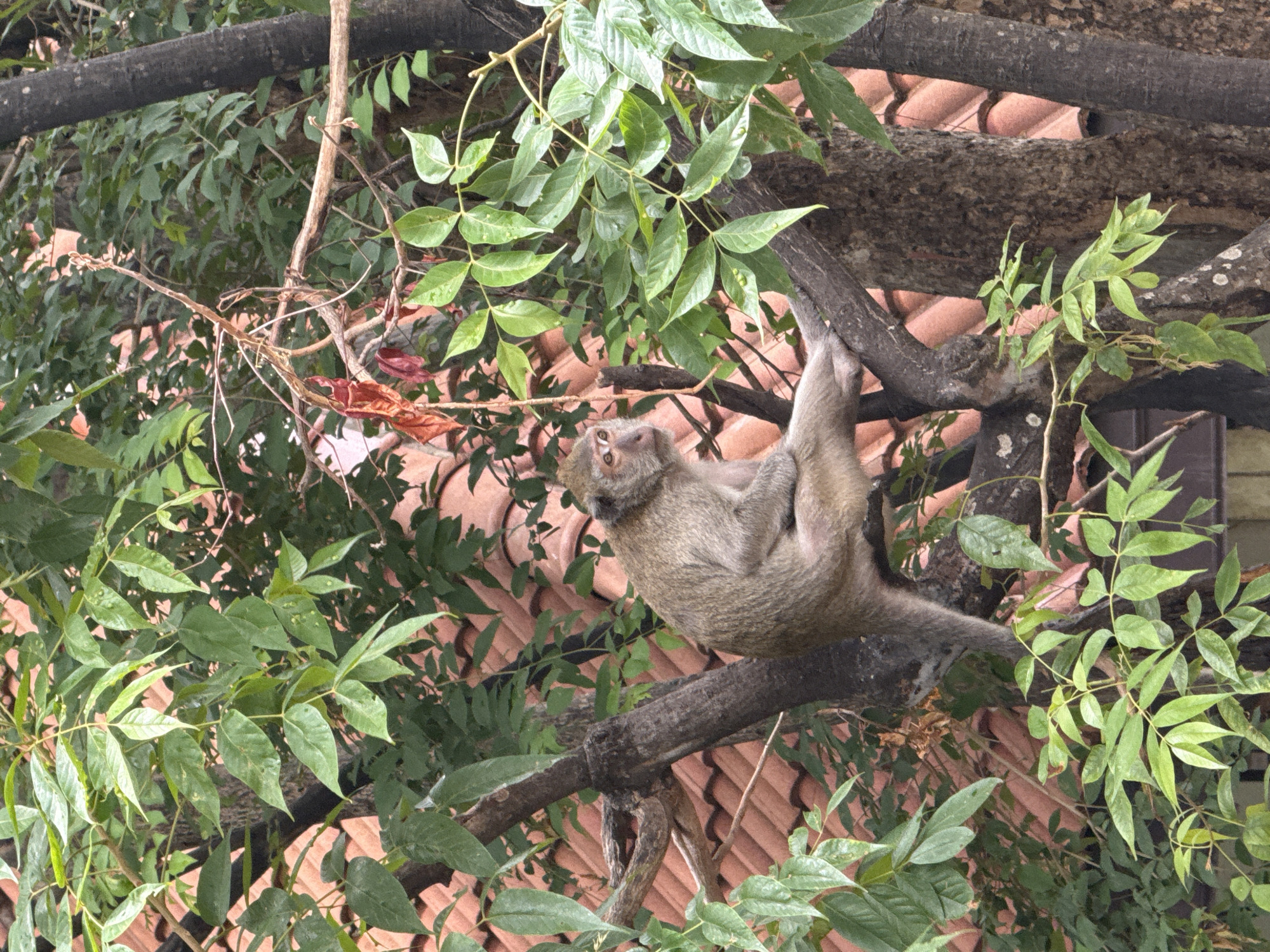 A monkey sits on a tree branch, its body angled to the right, with its left leg extended. The monkey has light brown fur and a light-colored face with dark eyes and a dark nose. It is surrounded by lush green foliage and the reddish-brown tiles of a roof are visible in the background, suggesting an urban or suburban setting. The scene is likely located in or around Hua Hin City Municipality, Thailand, given the presence of tropical vegetation and architecture typical of the region. There are no other subjects or objects of note in the immediate vicinity.