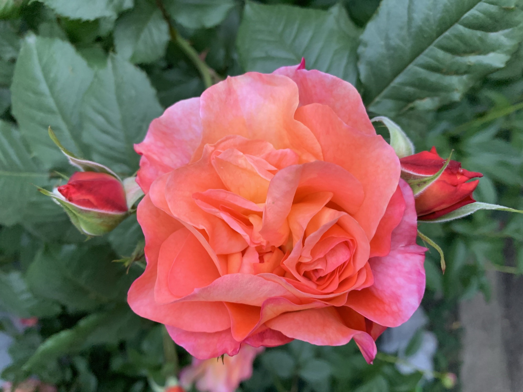 A close-up shot shows a fully bloomed rose of peach and pink hues. Two smaller rosebuds flank either side of the open bloom. The rose is surrounded by green leaves, implying it's outdoors.