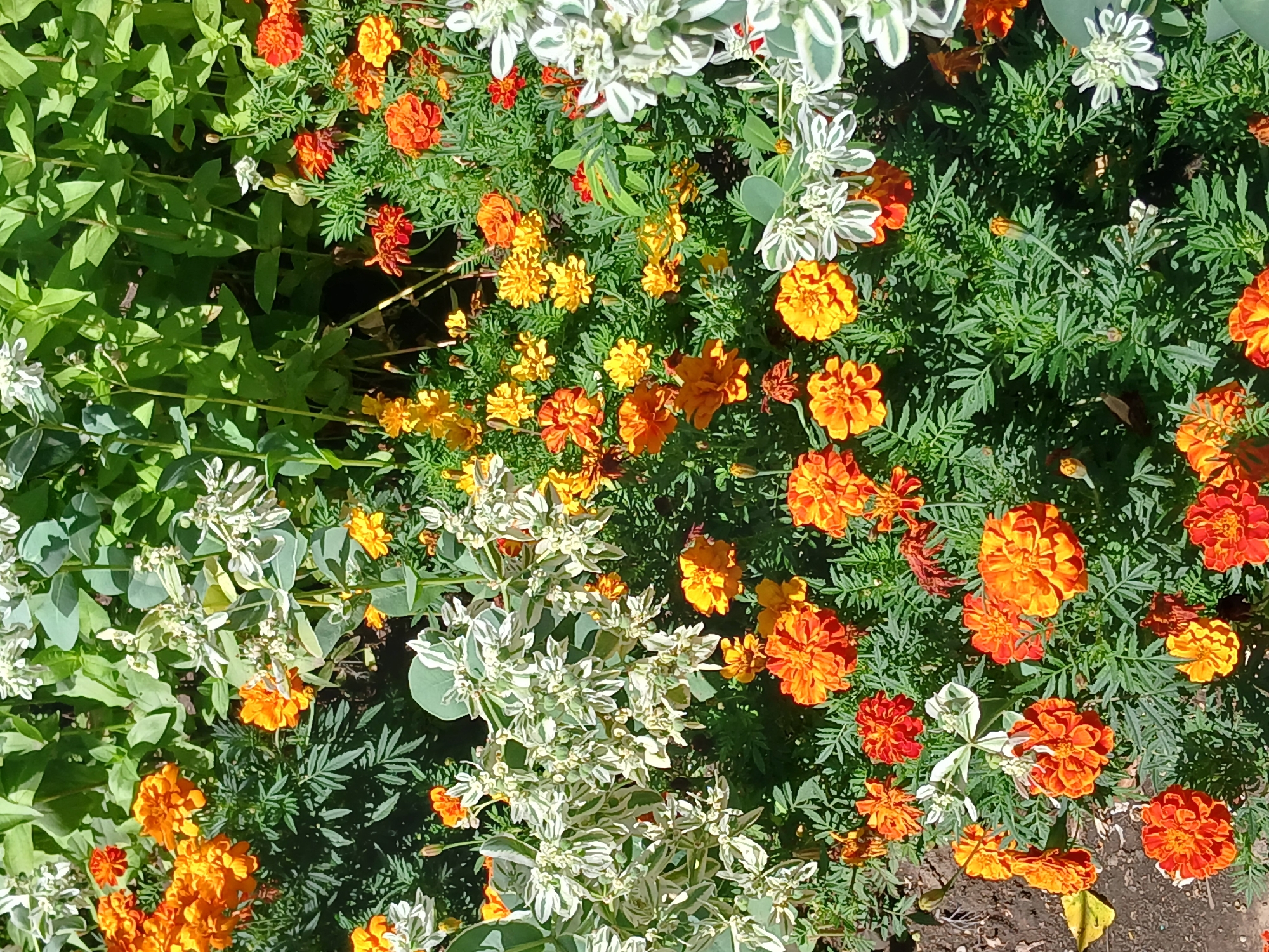 The image depicts a vibrant garden scene filled with an abundance of marigolds in shades of orange and yellow, interspersed with white flowers and lush green foliage. The flowers are densely packed, creating a textured and colorful display. The lighting suggests a sunny day, casting shadows and highlighting the blooms. This image was captured in the city of Lipetsk, Russia.