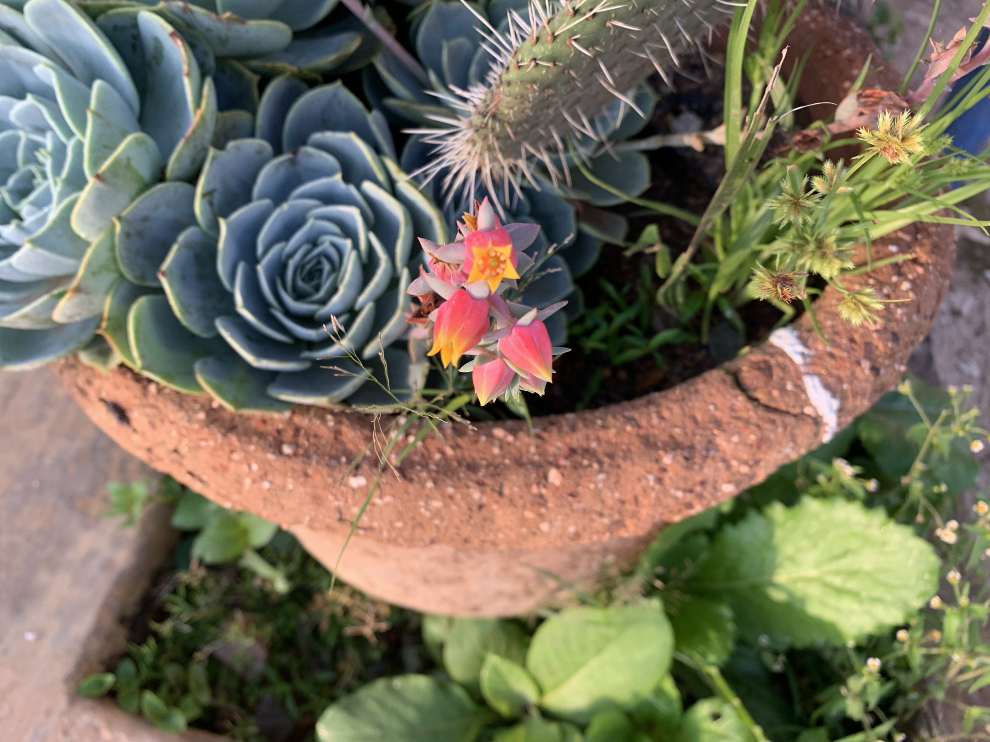The image shows a close-up view of several plants in a terracotta pot. The pot is partially visible on the left and bottom of the frame, with its rough, reddish-brown surface textured with small pebbles. Inside the pot, a large succulent with thick, blue-green leaves arranged in a rosette pattern dominates the upper portion of the image. To the right of the succulent, a spiky cactus-like plant is partially visible. In the foreground, a cluster of small, delicate pink and yellow flowers with orange centers are in bloom. Scattered around the base of the plants are thin blades of grass and other small green leaves. The background is blurred but appears to be an outdoor setting with hints of green foliage and a rough, sandy surface, potentially a garden or courtyard. There are no people or actions depicted in the image. The overall scene is one of a collection of succulents and flowering plants in a pot, likely photographed outdoors in natural light. The location in Rafin Par, Nigeria is not visually evident from the image itself.