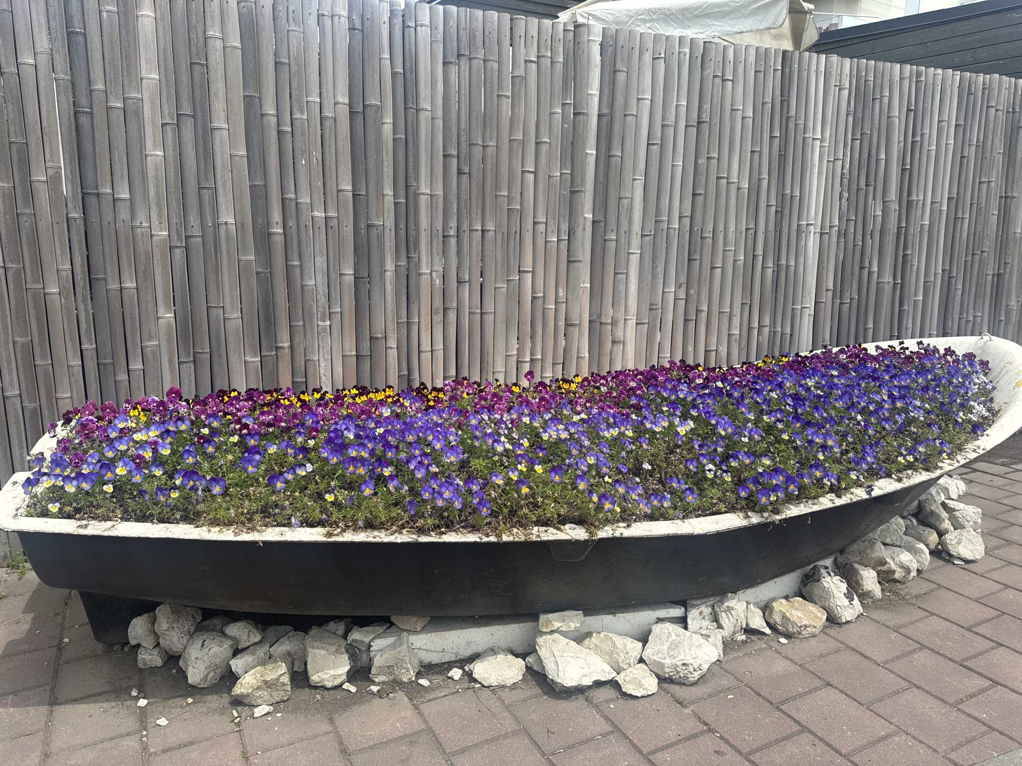 The image shows a bathtub repurposed as a planter, filled with various violas in shades of purple, blue, and yellow, set against a backdrop of a bamboo fence. The tub is black with a white rim, and rests upon a base of assorted white rocks on a brick paved surface. The bamboo fence is uniform, light grey. The location appears to be an outdoor space in Sirius, Russia, given that context. There are no visible people in the image.