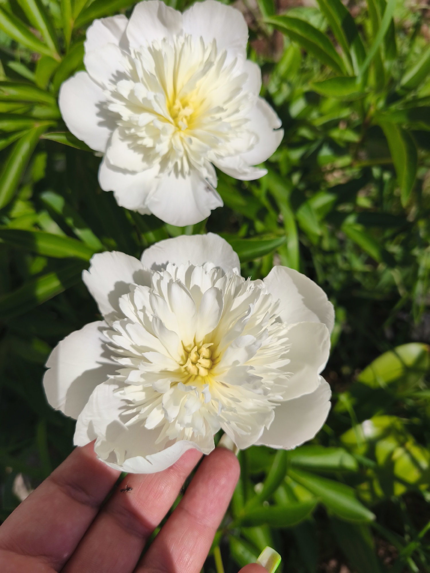 In a close-up, overhead shot, two white peonies with yellow centers are blooming amongst green foliage. The foreground peony is partially supported by a person's hand, which is visible at the bottom left of the frame. The hand has a fair complexion with visible lines. The fingernails are painted with a light green and white gradient. On the thumb of the hand, a small black ant is visible. In the background, another white peony is in focus, slightly to the upper right of the foreground bloom. The foliage is lush and green, with a natural, outdoor setting suggested by the dappled sunlight and shadows. The overall scene is vibrant and captures the delicate beauty of the flowers.