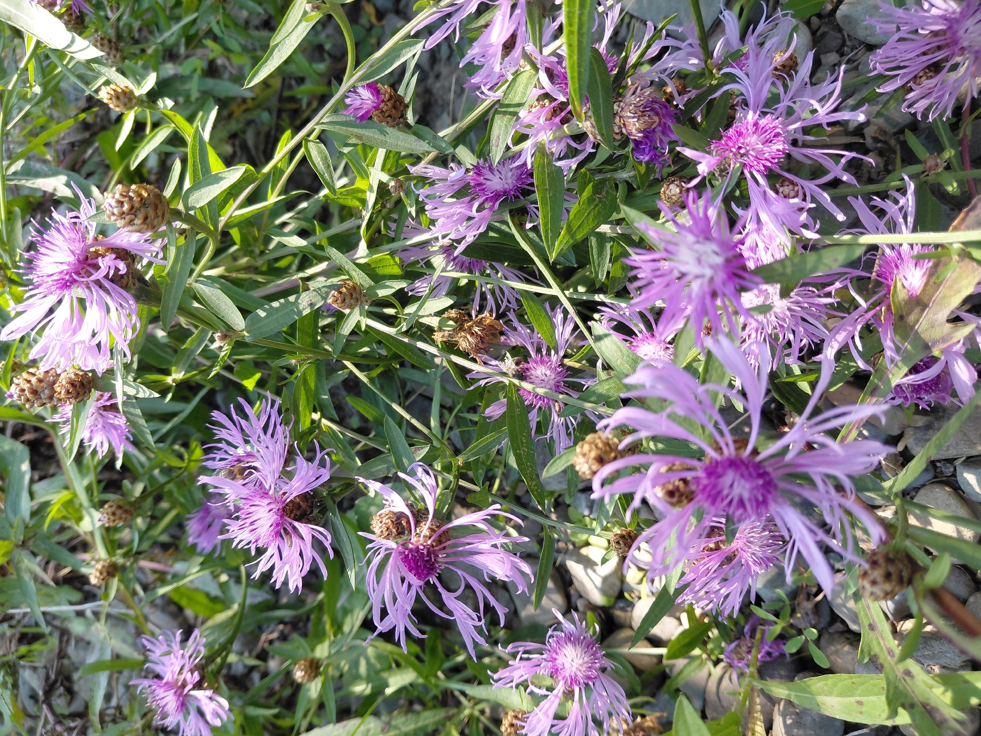 This is a close-up, overhead shot of a cluster of purple thistle-like flowers with spiky, fringed petals. The flowers vary in their stage of bloom, with some appearing fully open and others in bud or past their prime with dried, brown centers. The foliage is green and leafy, with some dried brown seed heads visible amongst the flowers. The ground beneath the flowers is covered with small, gray, smooth stones, characteristic of a gravel path or rocky terrain. The lighting suggests it is daytime, with sunlight creating bright highlights on the petals and casting shadows. There are no people visible in the image. The scene depicts a natural setting, likely a garden or roadside in Chernyk, Ukraine, given the provided context.