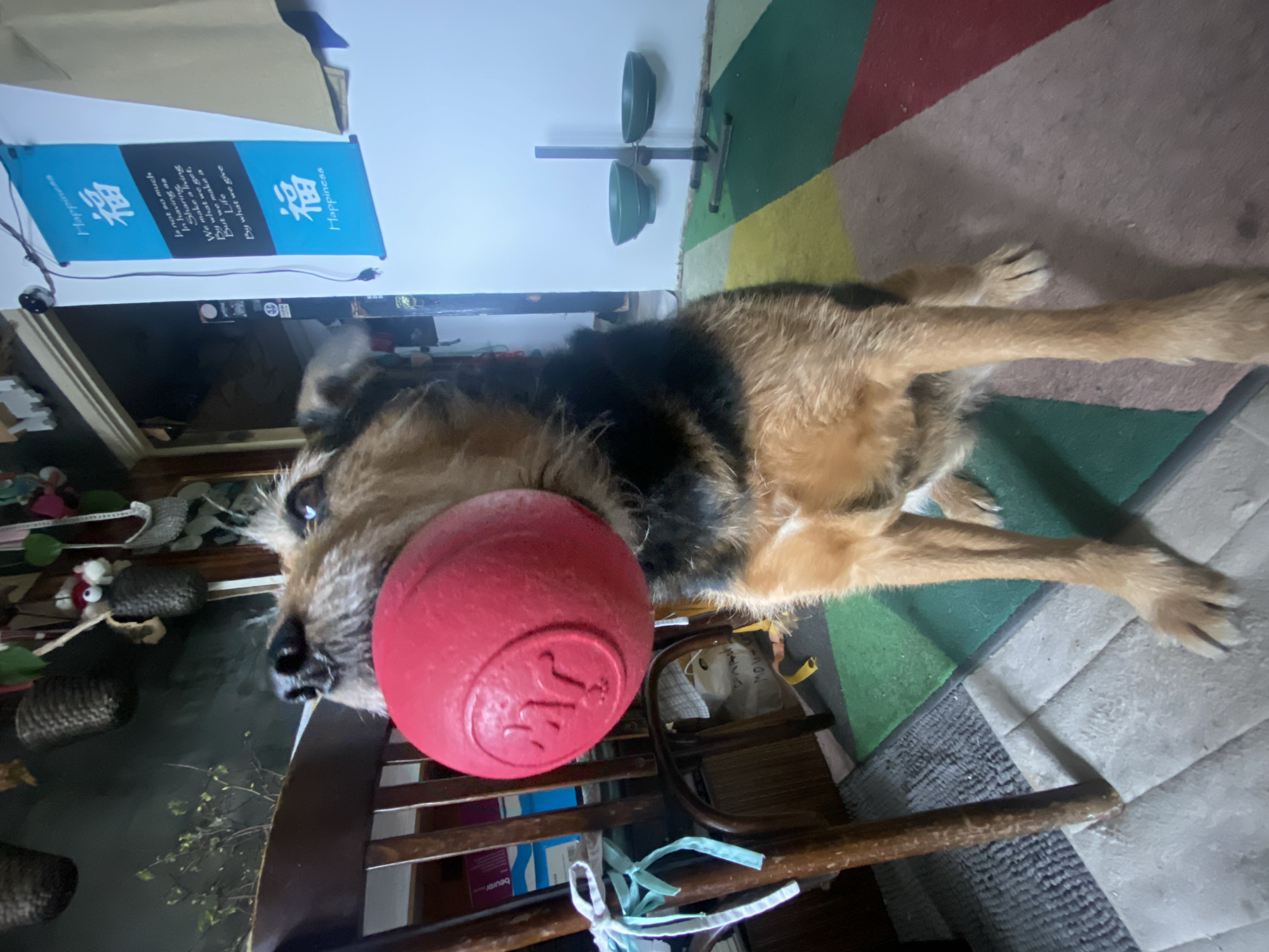 A medium-sized, tan and black dog is indoors, lying down, with a large red ball in its mouth. The dog lies partially on a colorful striped rug. A wooden chair is situated near the dog. Hanging on a wall behind the dog is a framed picture of a wreath and a blue banner with the word "Happiness" written on it. There are two green bowls mounted on a stand on the wall above the rug. The precise location, the city of Khimki, Russia, cannot be determined from the visual information in the image.