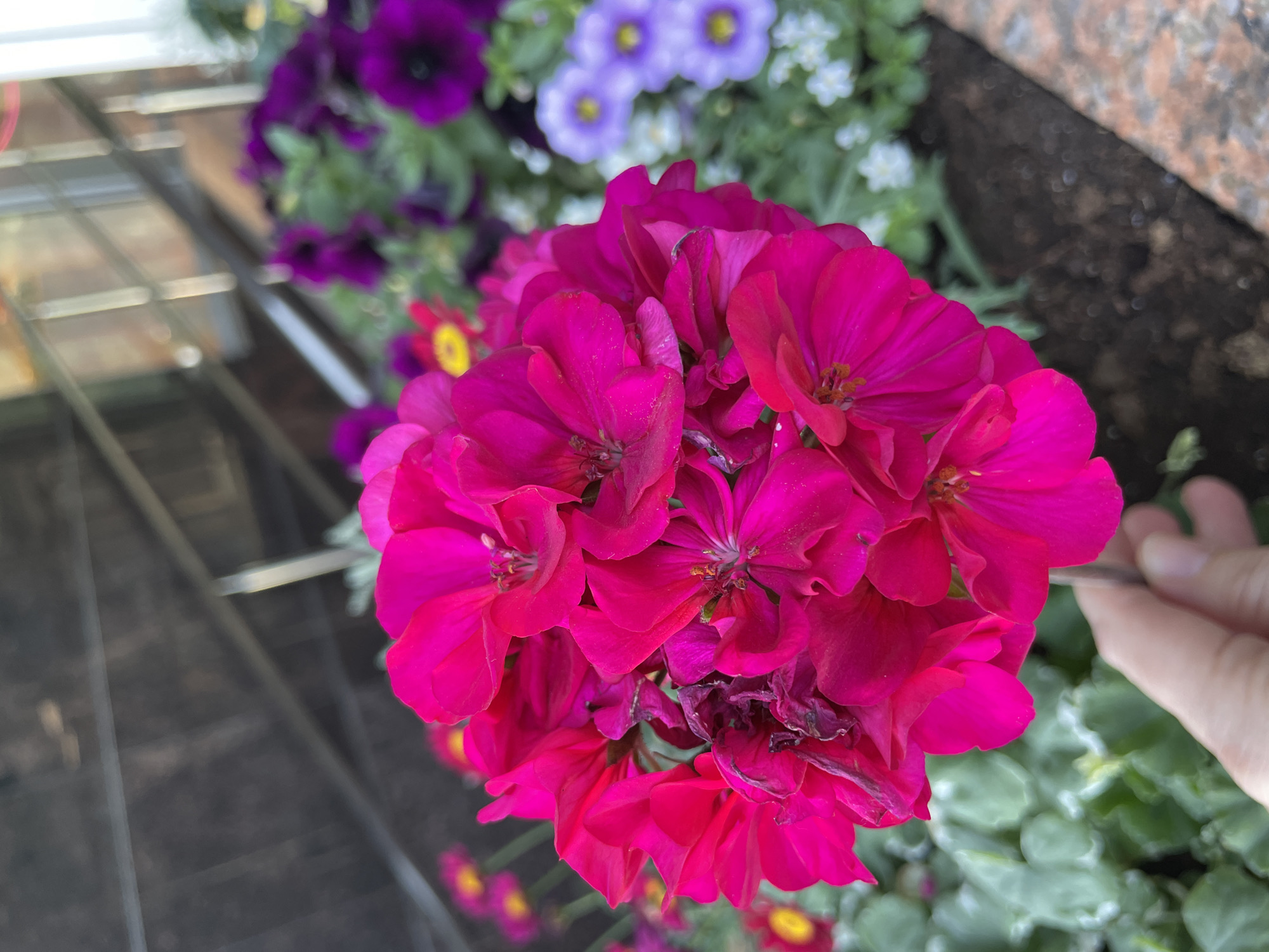 The image shows a close-up of bright pink geranium flowers. The flowers are in full bloom, with many petals clustered together to form a dense head of color. Some of the petals are slightly wilted or dry, suggesting that the flowers are not freshly bloomed. In the background, out of focus, are other flowers in shades of purple and light blue, as well as some greenery. To the right of the frame, a human hand is visible, with a finger touching one of the pink petals, possibly pruning or examining the flower. The setting appears to be a garden or a planter box. The lighting suggests it is daytime. There is no visible text in the image.