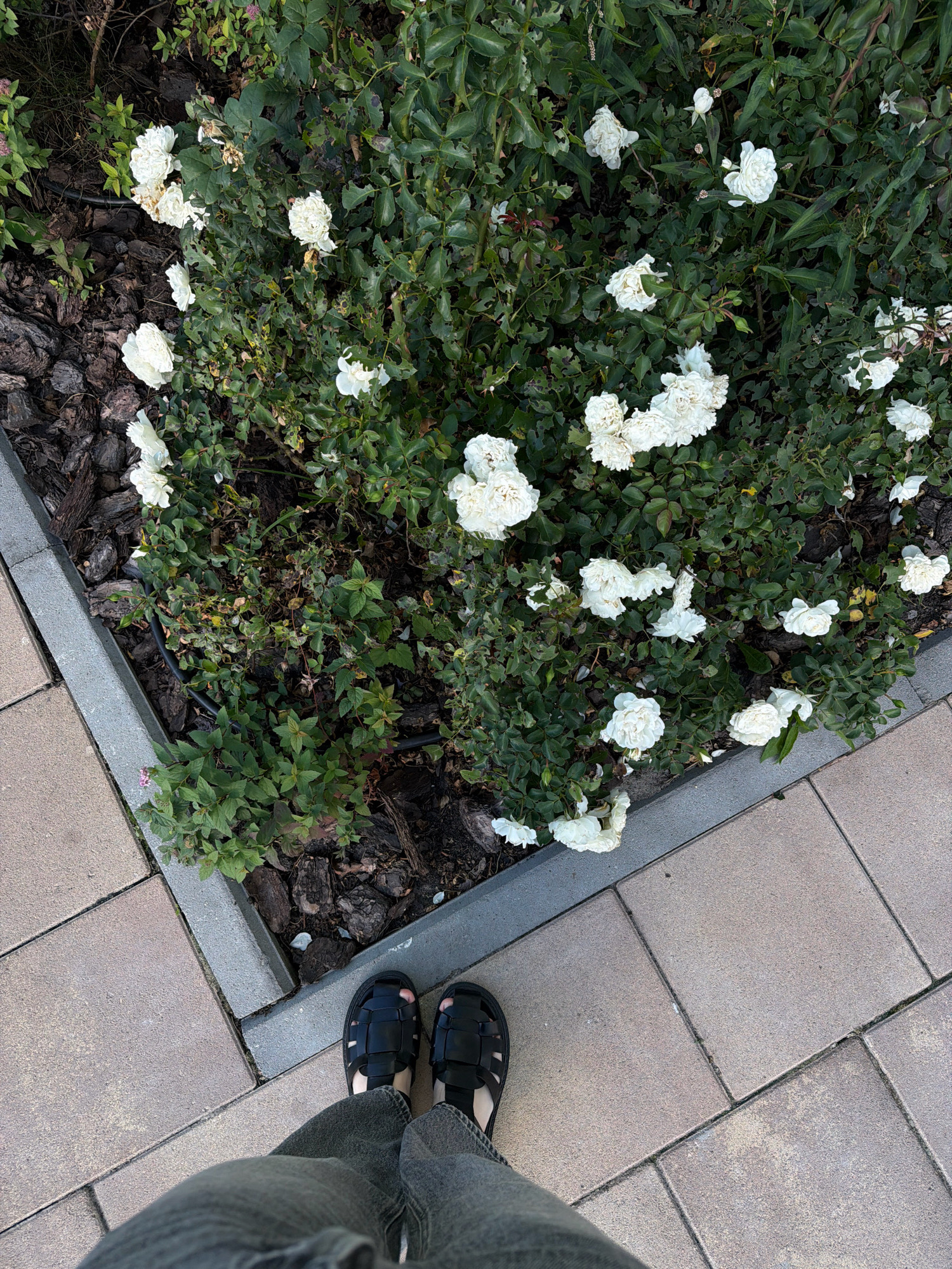 An overhead shot captures a person's feet, clad in black sandals and gray jeans, standing on a paved pathway bordering a lush rose bush in Kyiv, Ukraine. The rose bush is adorned with numerous white flowers, some in full bloom and others budding, interspersed with dark green leaves. The pathway is composed of light-colored rectangular pavers. To the left of the pavers, a strip of mulch is visible, with hints of green foliage and a black irrigation hose peeking through. The scene is outdoors, likely in a park or garden setting, with the lighting suggesting daylight.