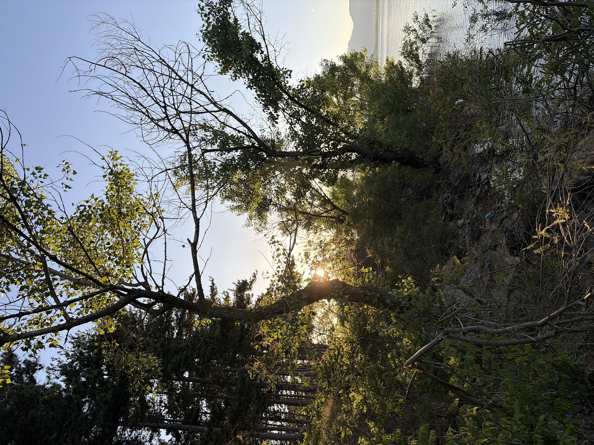 A sun-drenched, wooded area borders the Koprinka dam in Bulgaria. The sun shines brightly through the leaves of a large tree in the foreground, casting dappled light on the surrounding foliage and the rocky ground. To the left, a dense stand of pine trees creates a dark contrast. The water of the dam is visible on the right, reflecting the light. The scene suggests a natural, serene environment, likely during the late afternoon or early evening given the low angle of the sun.