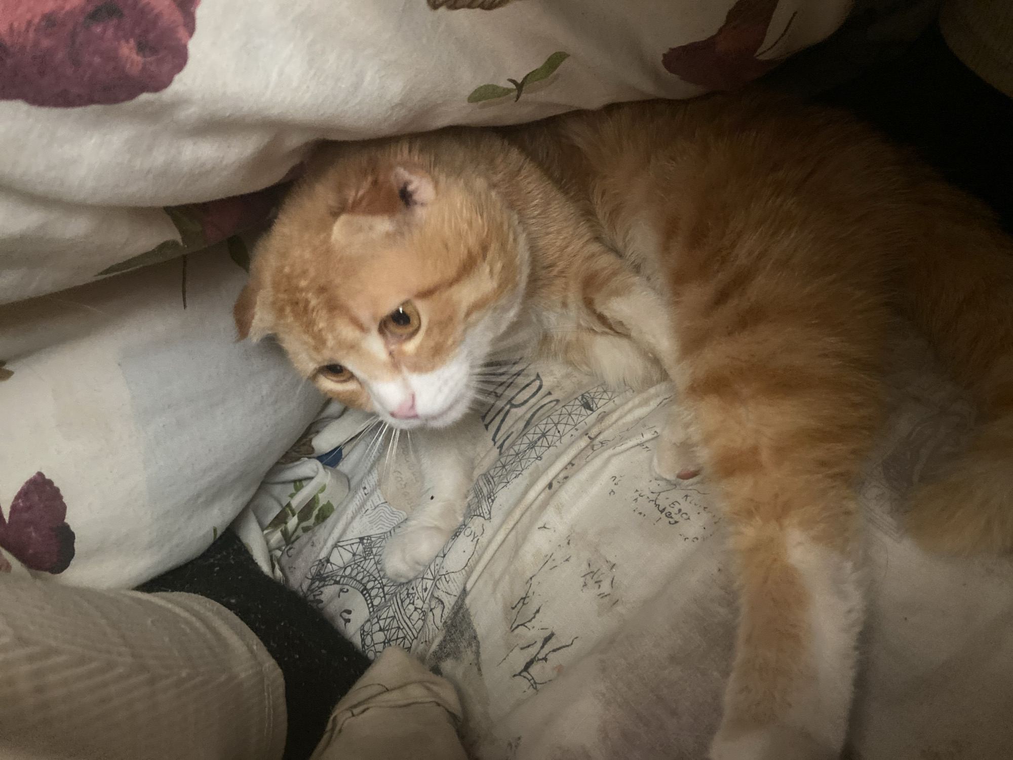 An orange and white cat lies under a blanket with a floral pattern and a pattern of the Eiffel Tower. The cat is lying on its side, looking down with its head slightly tilted. The scene appears to be indoors, possibly in a bedroom. The location is unknown and there is no evidence this image was taken in Pakhynia, Ukraine. There are no people present in the image.