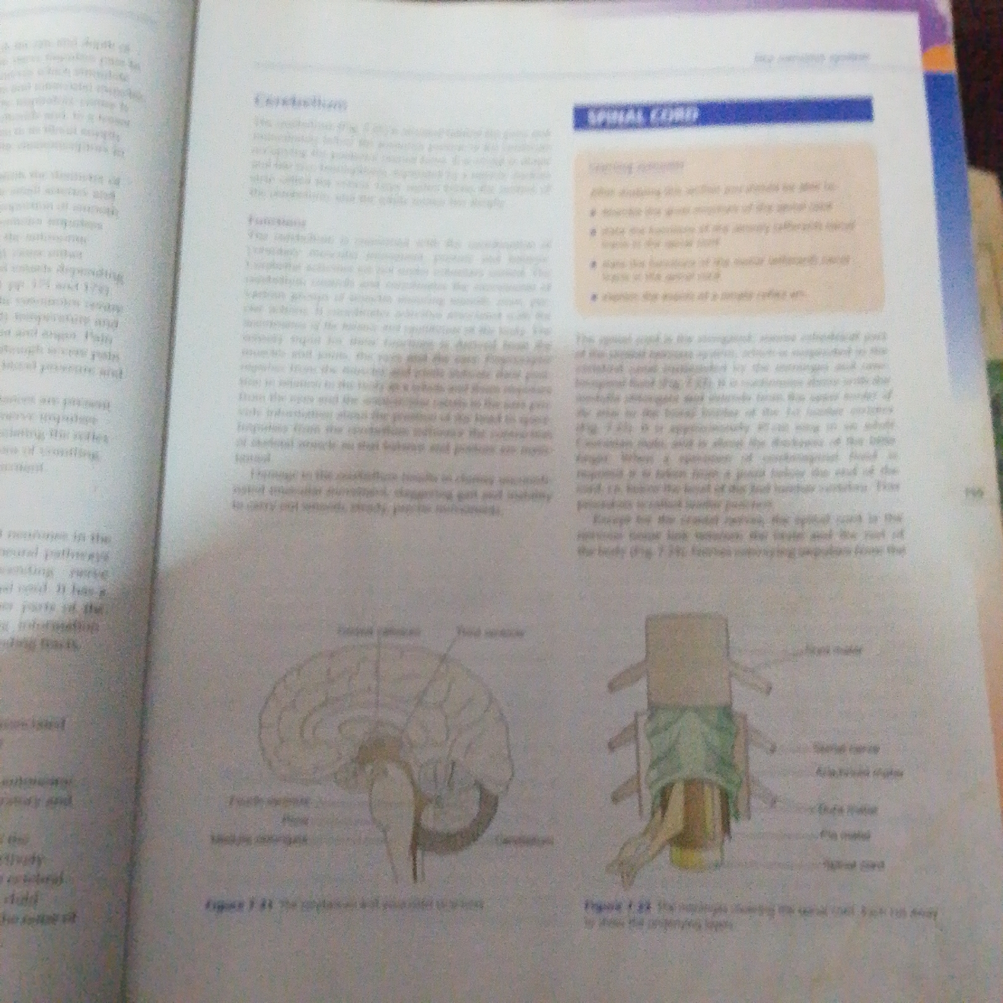 The image displays two pages of an open book, likely a biology or anatomy textbook. The left page has a heading "Cerebellum" and discusses its functions. Below this text are two anatomical illustrations. The top illustration shows a sagittal view of a human brain, with labels for "Cerebellum" and other parts. The bottom illustration is a diagram of the spinal cord with nerves branching out, also with labels.
The right page has a heading "SPINAL CORD" in a blue bar. Below this, there is a section with bullet points describing the functions of the spinal cord. Further down, there is a paragraph of text describing the spinal cord's structure and location. Finally, at the bottom of the right page, there is another anatomical illustration depicting the spinal cord and surrounding vertebrae, with labels for various components such as "spinal nerve" and "spinal cord."
The text is in English. The background is a plain white page. There are no people, objects, or environmental elements present that could be related to Jalingo, Nigeria. The image is solely focused on educational material from a book.