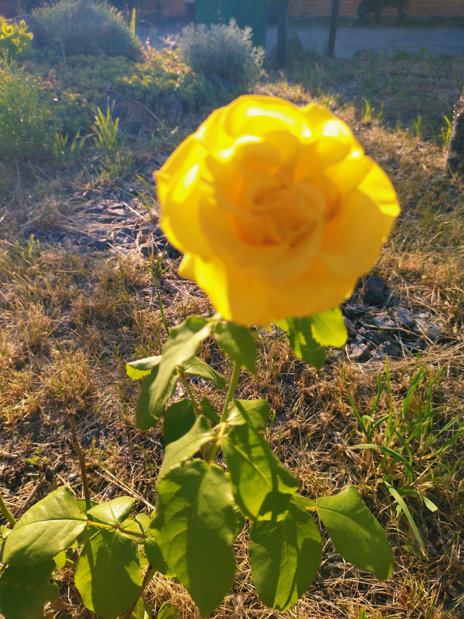 A close-up, eye-level shot captures a vibrant yellow rose in full bloom, its petals softly illuminated by the golden hour sunlight. The rose, positioned slightly off-center to the right, is the primary subject, with its delicate texture and layered petals clearly visible. The stem and several broad, green leaves of the rose bush extend downwards, some casting distinct shadows on the dry, straw-colored grass and soil that make up the ground. The background is a soft blur of greenery and dry vegetation, with hints of what appear to be small bushes or shrubs and possibly some fencing or structures in the distance, all bathed in warm, natural light. The overall impression is one of a serene natural setting, likely a garden or park area within Horishni Plavni, Ukraine, at dusk. No people are visible in the frame.