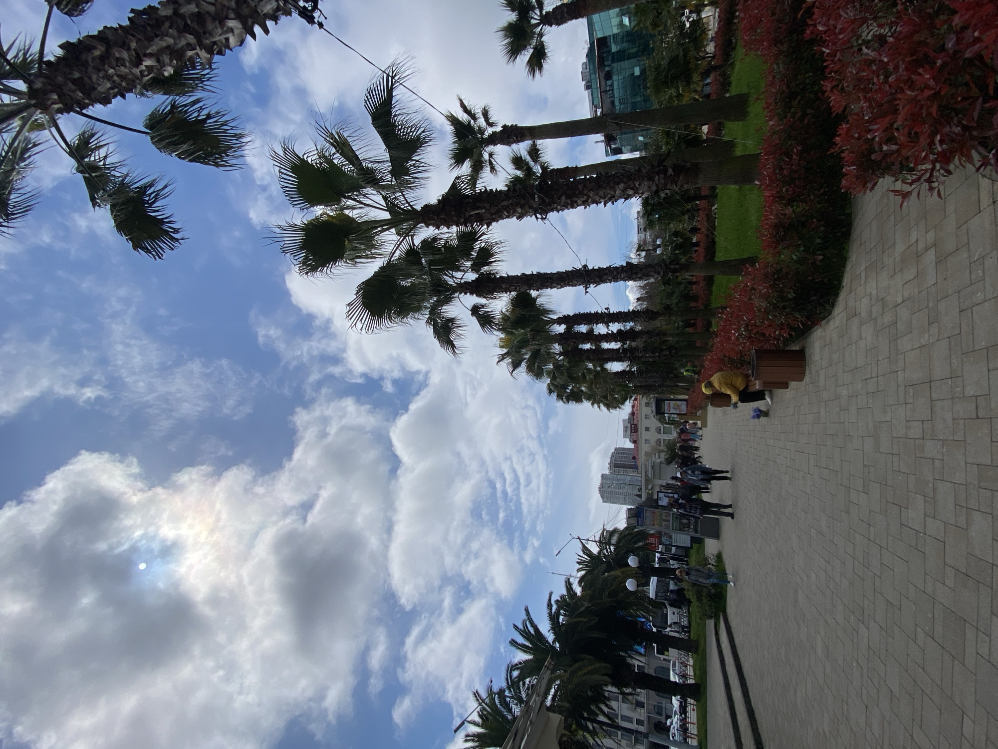 The image depicts a street scene in Sochi, Russia. The perspective is tilted upward, showcasing a row of palm trees along a pedestrian walkway paved with interlocking concrete pavers. Reddish-brown bushes line the walkway beside the palm trees. In the background, buildings of varying heights are visible, including some with modern glass facades. People are strolling along the walkway. Above, the sky is a mix of blue and white, with scattered clouds and the sun partially obscured.