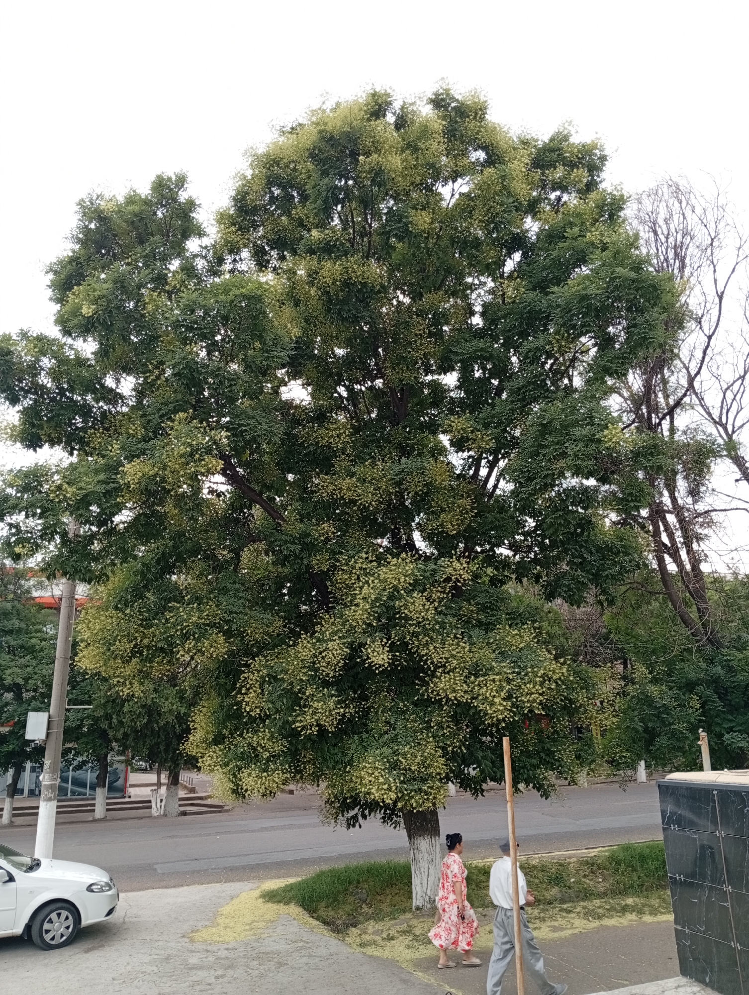 In the city of Angren, Uzbekistan, a large tree with lush green foliage and clusters of small, pale yellow blossoms dominates the center of the frame. The tree is situated along a street, with a paved sidewalk in the foreground. A white car is parked on the left side of the sidewalk. Further down the sidewalk, two individuals are walking away from the camera; one is a woman in a floral dress, and the other is a man in a white shirt and gray pants. A narrow strip of grass separates the sidewalk from the street. The background shows more trees and buildings, suggesting an urban environment. The sky is overcast. A wooden pole stands on the sidewalk near the center of the image. The ground beneath the tree is covered with a scattering of pale yellow flower petals.