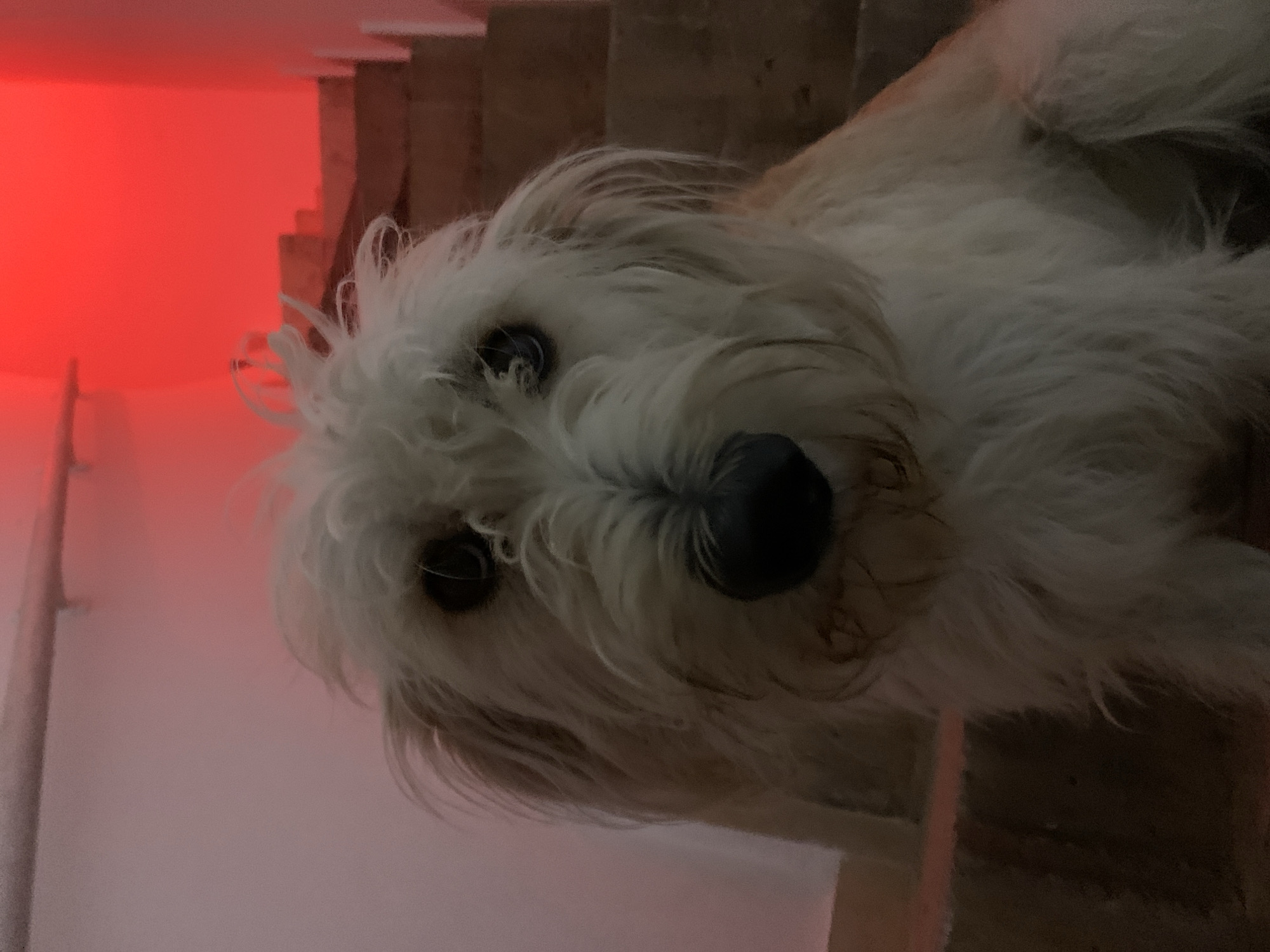 A medium-sized, light-colored, long-haired dog with a black nose is lying on a brown wooden structure, possibly stairs. The dog's head is tilted, and it is looking directly at the camera. The background includes a white wall and a red light source. The location is not evident in the image. There are no people or interactions visible. The environment is indoors.
