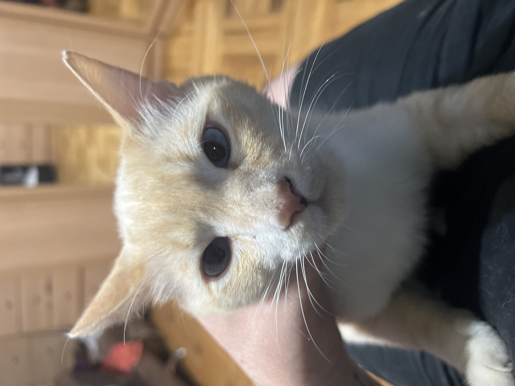 A cream-colored cat with blue eyes is held by an unseen person, its face filling the frame. The cat's fur is short, with some darker markings around its ears and face. The background is blurred, showing a wooden floor and some furniture, suggesting an indoor domestic setting. The lighting is warm, likely from an indoor light source.