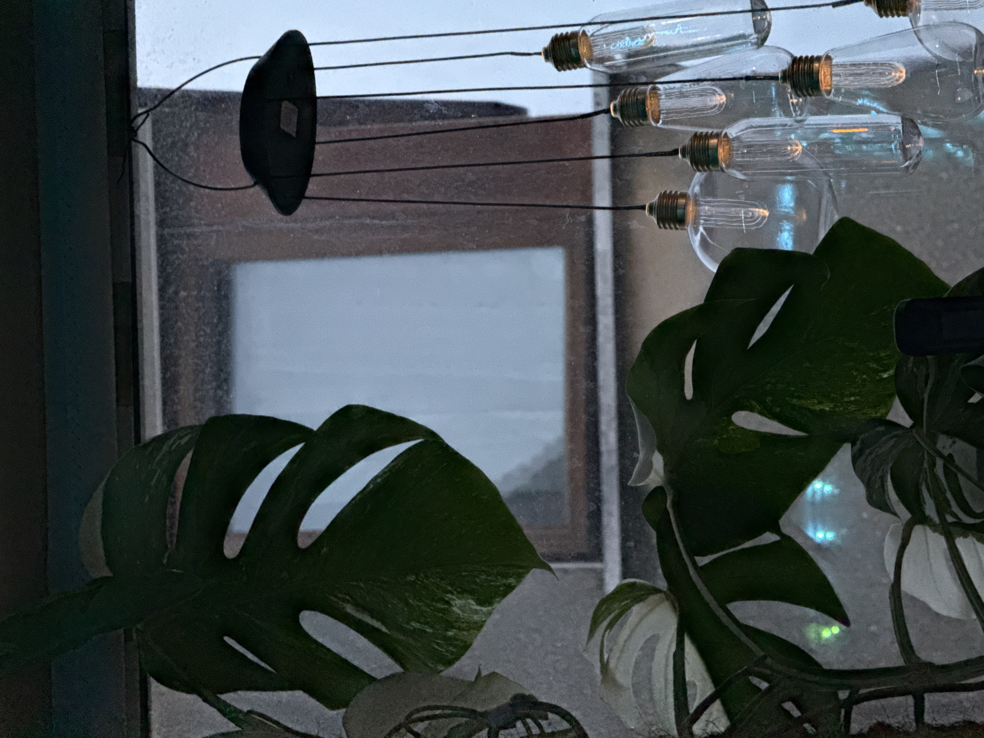 A close-up, dimly lit shot focuses on a large Monstera plant with variegated leaves, positioned in front of a window. The window, which appears slightly frosted or dirty, reveals a blurred outdoor scene with what looks like a wooden window frame. Hanging from above the window are several glass light bulbs with exposed filaments, connected by thin black wires. Some of the bulbs are illuminated, emitting a faint glow. The overall atmosphere is subdued and possibly depicts an indoor setting with a view of the outdoors during dusk or a cloudy day. The location is not specified within the image itself.
