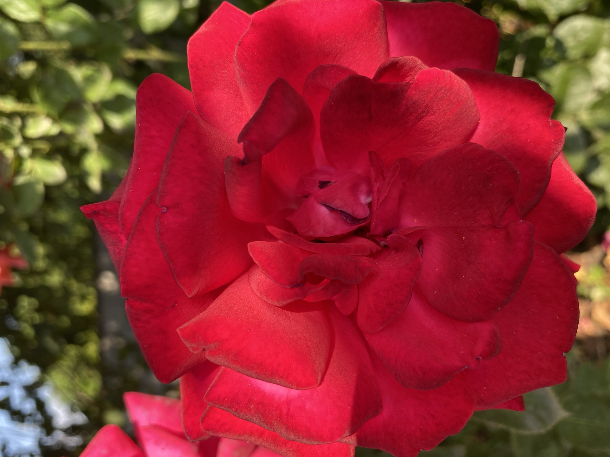 A close-up, high-angle shot showcases a vibrant red rose in bloom, its petals unfurling in intricate layers. The rose is the central subject, occupying the majority of the frame, with its rich crimson hue catching the sunlight. The background consists of softly blurred green foliage and hints of sky, suggesting an outdoor setting. There are no people or animals visible in the image. The scene appears to be a garden or park. The image was taken in Ventsy, Russia.