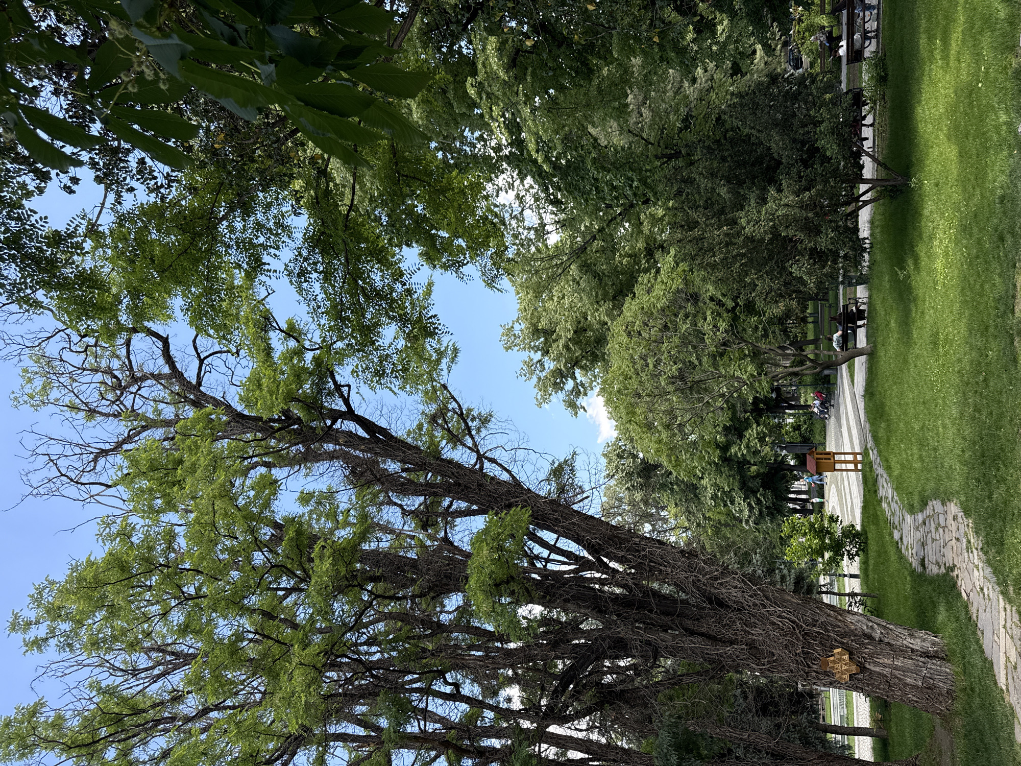 The image depicts a park scene, likely in an urban setting, given the presence of pathways and benches. The view is angled upwards, showcasing a tall, prominent tree with intertwining branches and green foliage against a blue sky. To the right of the tree, a pathway runs through a grassy area bordered by other trees and shrubbery. Benches can be seen along the pathway, some of which appear to be occupied by people. A small structure, possibly a sign or a decorative element, is visible near the pathway. The overall environment is that of a well-maintained park.