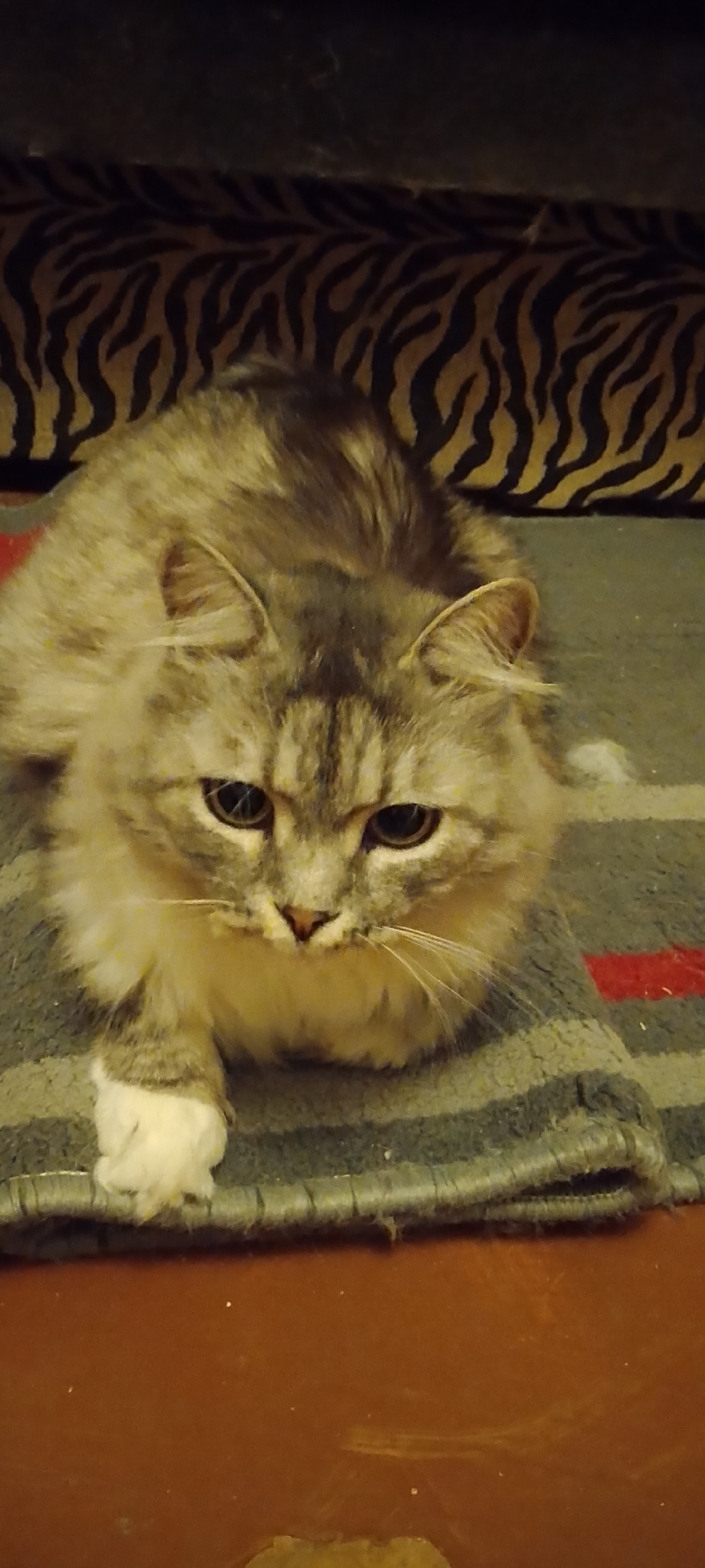 A fluffy gray cat with white paws lies on a striped rug. The rug has stripes of gray, green, and red. Behind the cat is a dark surface with a tiger-stripe pattern. The cat is looking directly at the camera with a slightly sad expression. The image appears to be taken indoors, likely in a home. There is no information about the location in Belgorod, Russia.