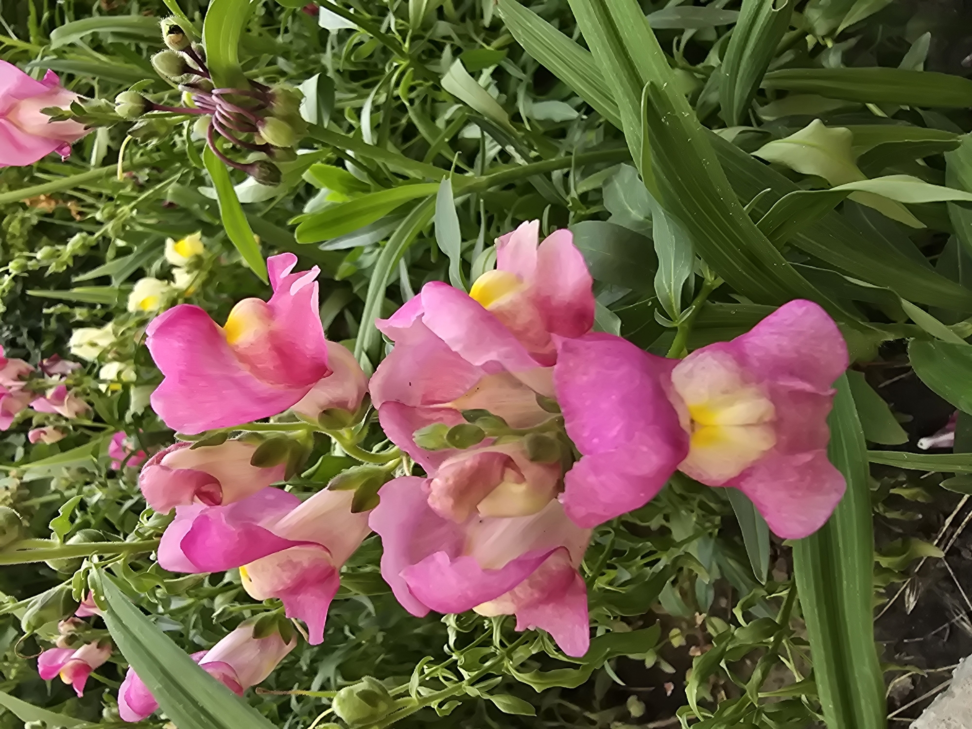 This image shows a close-up view of several pink snapdragon flowers with yellow centers in a garden setting. The flowers are in various stages of bloom, with some fully open and others still in bud. The petals are delicate and ruffled, with a vibrant pink hue that transitions to a lighter shade near the base. The leaves of the snapdragons are long and slender, with a rich green color. In the background, other flowers and greenery create a lush, natural environment. The overall impression is one of natural beauty and abundance. The image was taken in Vyshneve, Ukraine, suggesting a temperate climate suitable for growing these flowers. The specific location within Vyshneve is not discernible from the image.