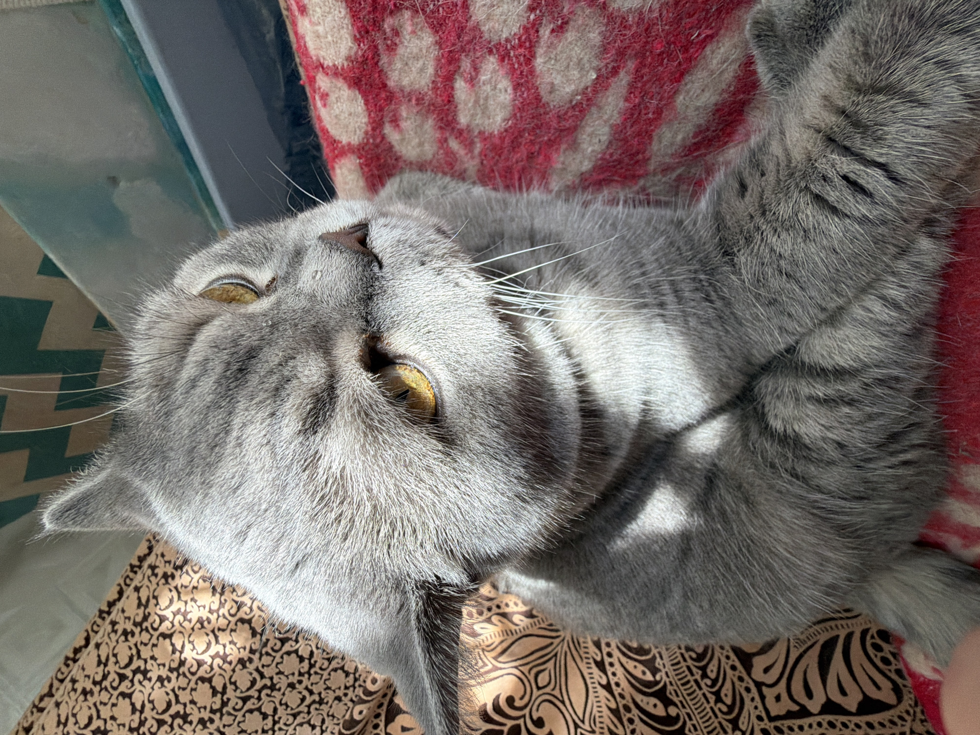 A gray cat is lying on its back on a patterned surface. The cat has yellow eyes and white whiskers. A red and white patterned pillow is behind the cat. The cat appears to be indoors. There is no evidence to suggest the location is Perm, Russia.