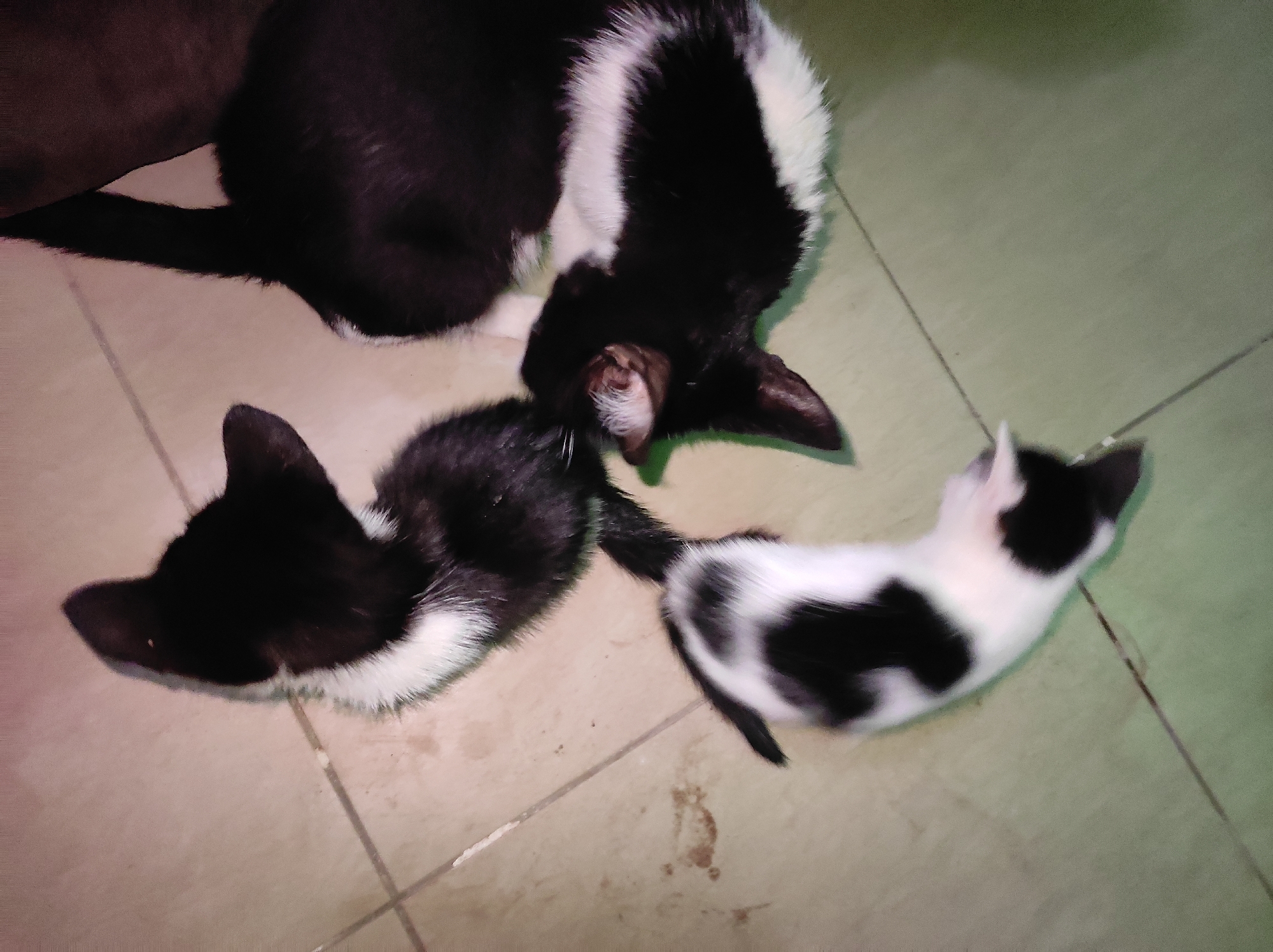 A top-down shot shows a cluster of four cats on a tiled floor. Three are kittens; they appear to be black and white, lying close together. An adult black and white cat lies near the kittens. The floor appears to be tiled with a light beige material and is located indoors. The location is Jos, Nigeria. No people are visible.