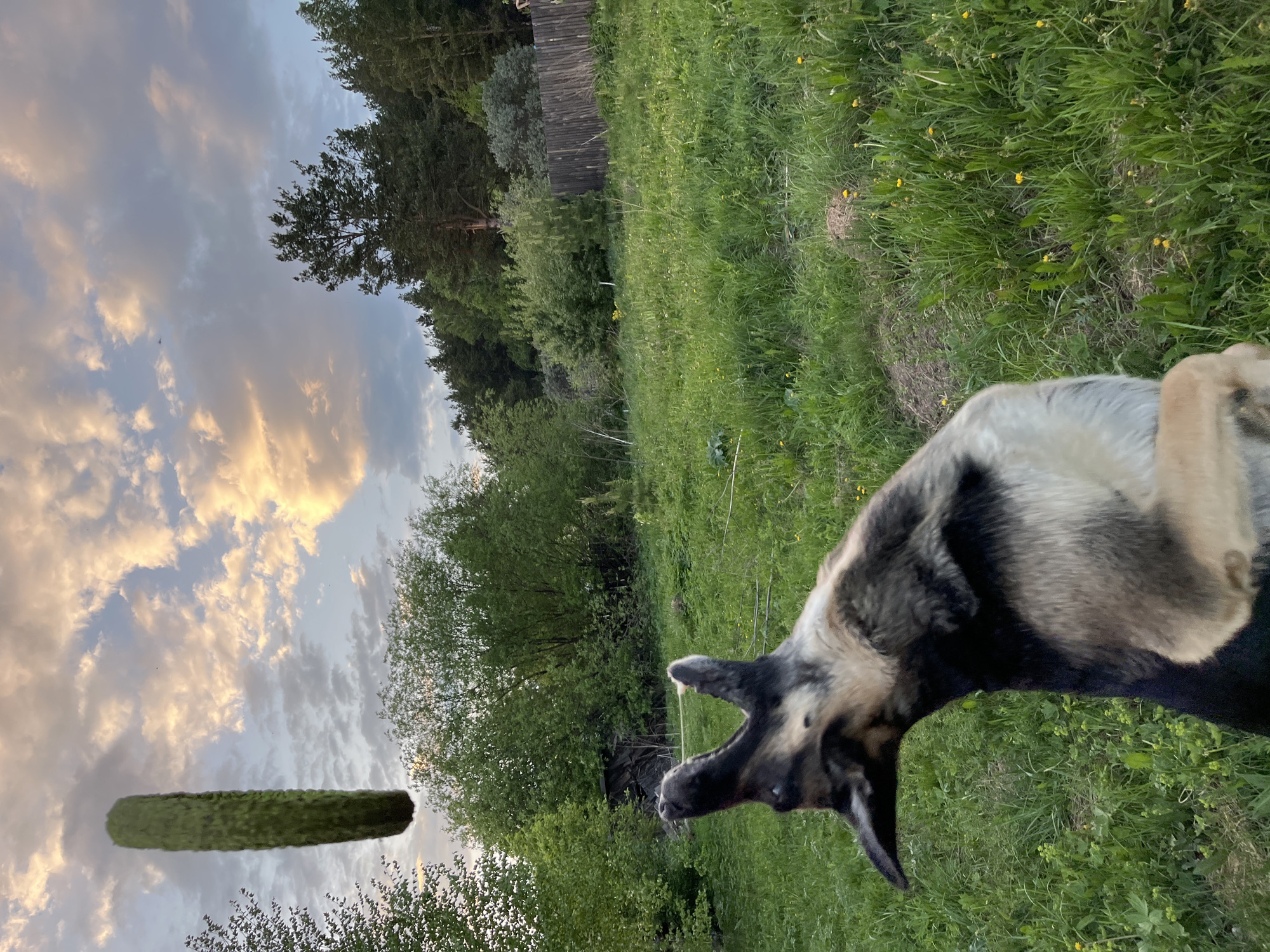 The image depicts an outdoor scene at dusk or dawn, possibly in a rural or semi-rural area near Nizhny Tagil, Russia, given the presence of what appears to be Russian-style wooden buildings in the background. The focus of the image is on a dog with black, white, and brown fur, its mouth open as if trying to catch or react to something. Positioned near the dog's mouth is a green cucumber, seemingly suspended in mid-air. The background includes grassy terrain with scattered yellow flowers, trees, and cloudy sky tinged with colors of the sunset. The image appears to be taken from a low angle and has a slight tilt.
