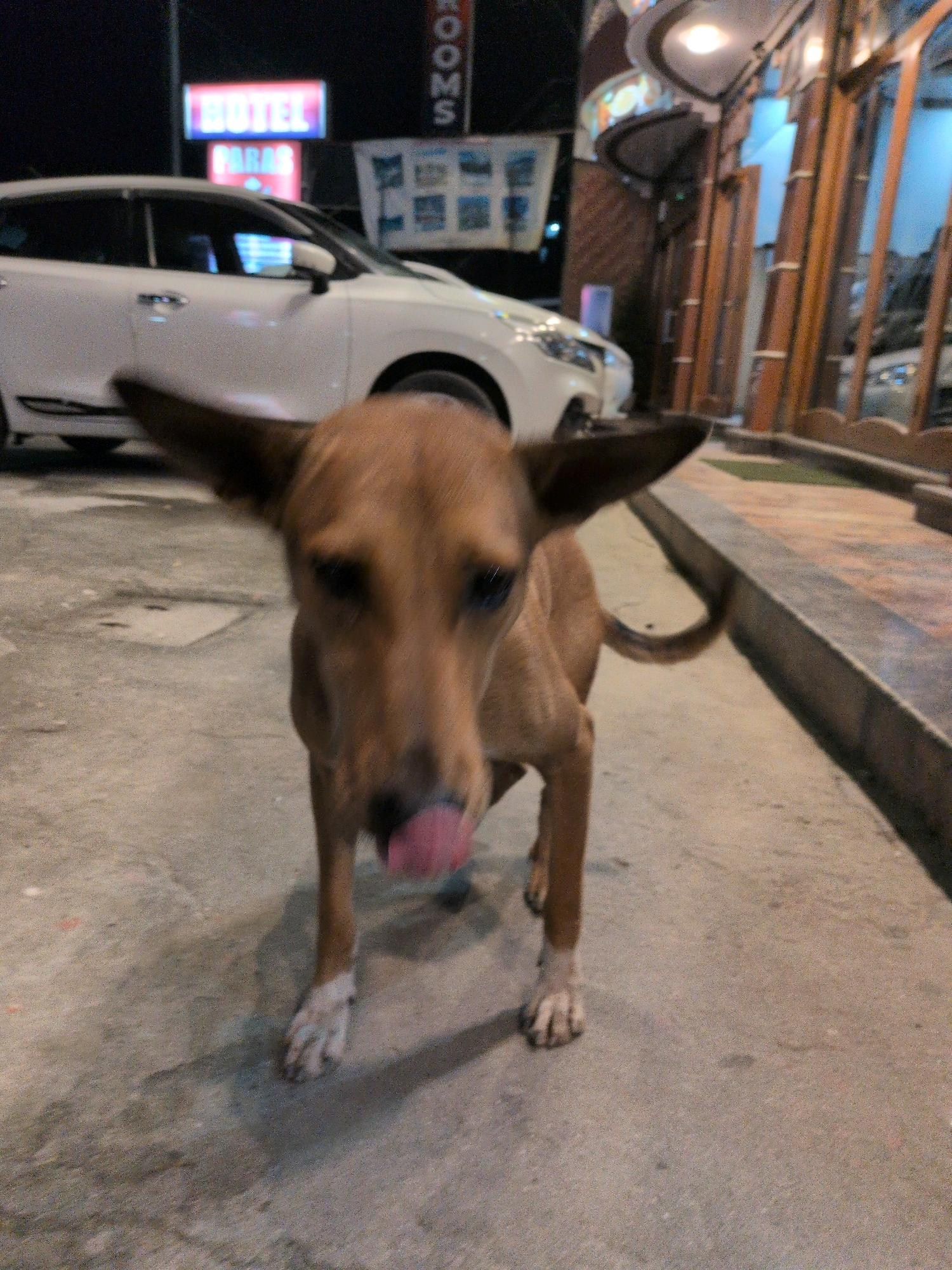 A brown dog with large ears stands on a concrete surface in front of a white car. The dog's tongue is sticking out. In the background, there is a neon sign that reads "HOTEL PARAS." The scene appears to be outdoors at night, likely in the city of Mandi, India.