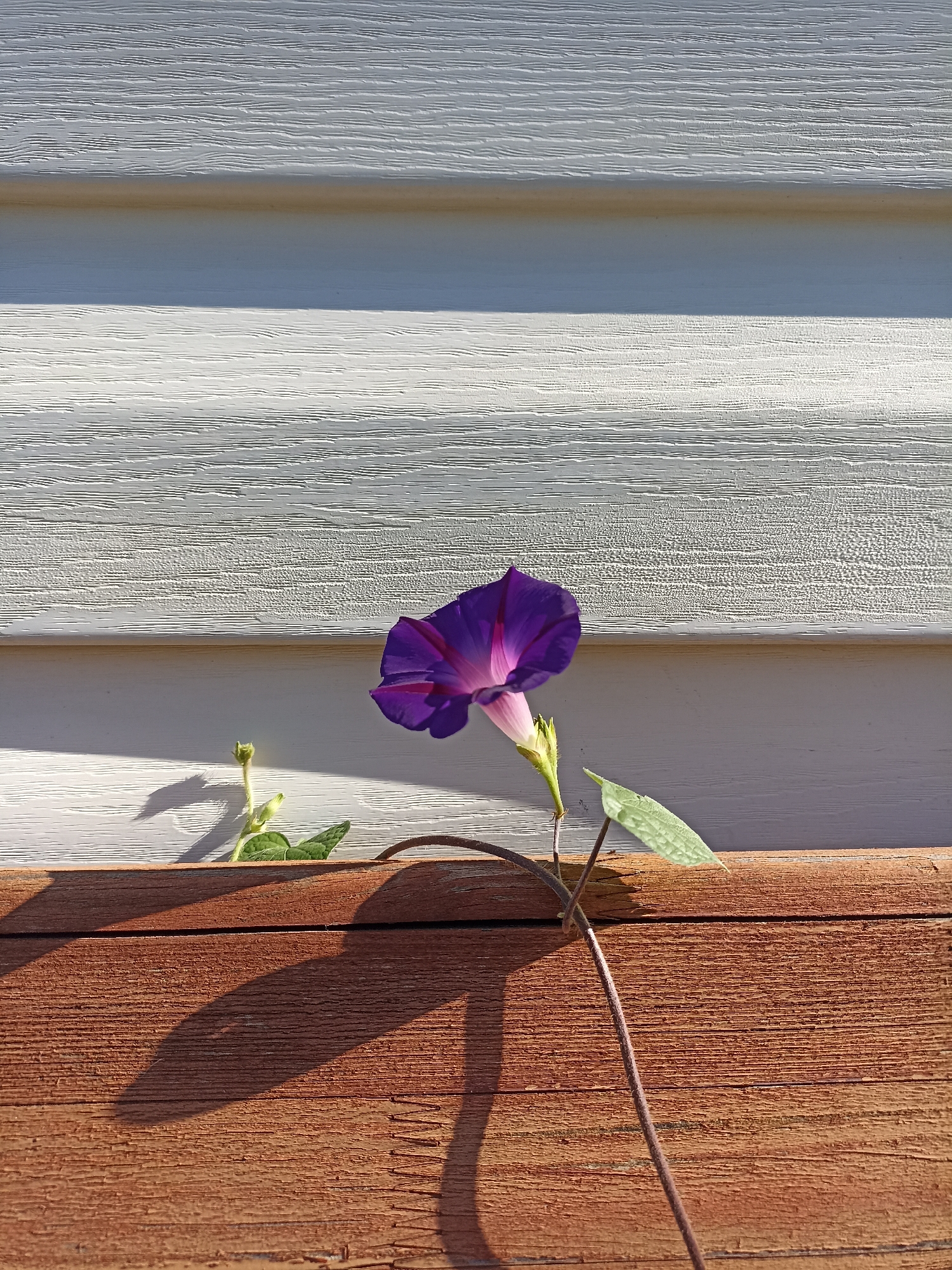 The image shows a single purple morning glory flower in bloom, positioned in the center right of the frame. The flower is attached to a thin vine that trails down and to the right across a weathered wooden surface. To the left of the flower, a young green sprout with leaves emerges from the same wooden surface, casting a shadow upwards onto a white, horizontally paneled wall. The wall appears to be siding, with subtle textures and horizontal lines. The wooden surface is a rich brown color with visible grain and some signs of wear. The lighting suggests a sunny day, with distinct shadows cast by the flower, vine, and sprout. The scene is set against the backdrop of a white, textured wall, likely part of a building's exterior. No people are present in the image.