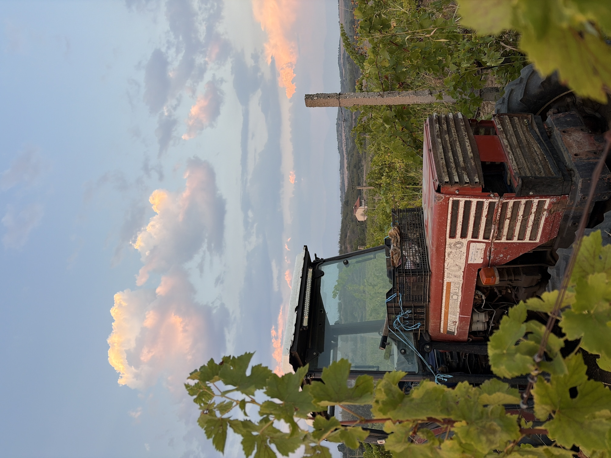 The image depicts a red Fiat tractor parked in a vineyard at dusk in Razhdak, Bulgaria. The sky is filled with soft pink and orange clouds, illuminated by the setting sun. The foreground is dominated by the tractor, with its hood and cab visible. A black plastic crate filled with what appears to be harvested produce is secured on top of the tractor's engine compartment. Green grapevines with visible leaves surround the tractor, and a concrete post for the vineyard's trellis system stands to the right. In the background, a rural landscape with rolling hills and a small house can be seen. The overall scene evokes a sense of rural agricultural life at the end of the day.